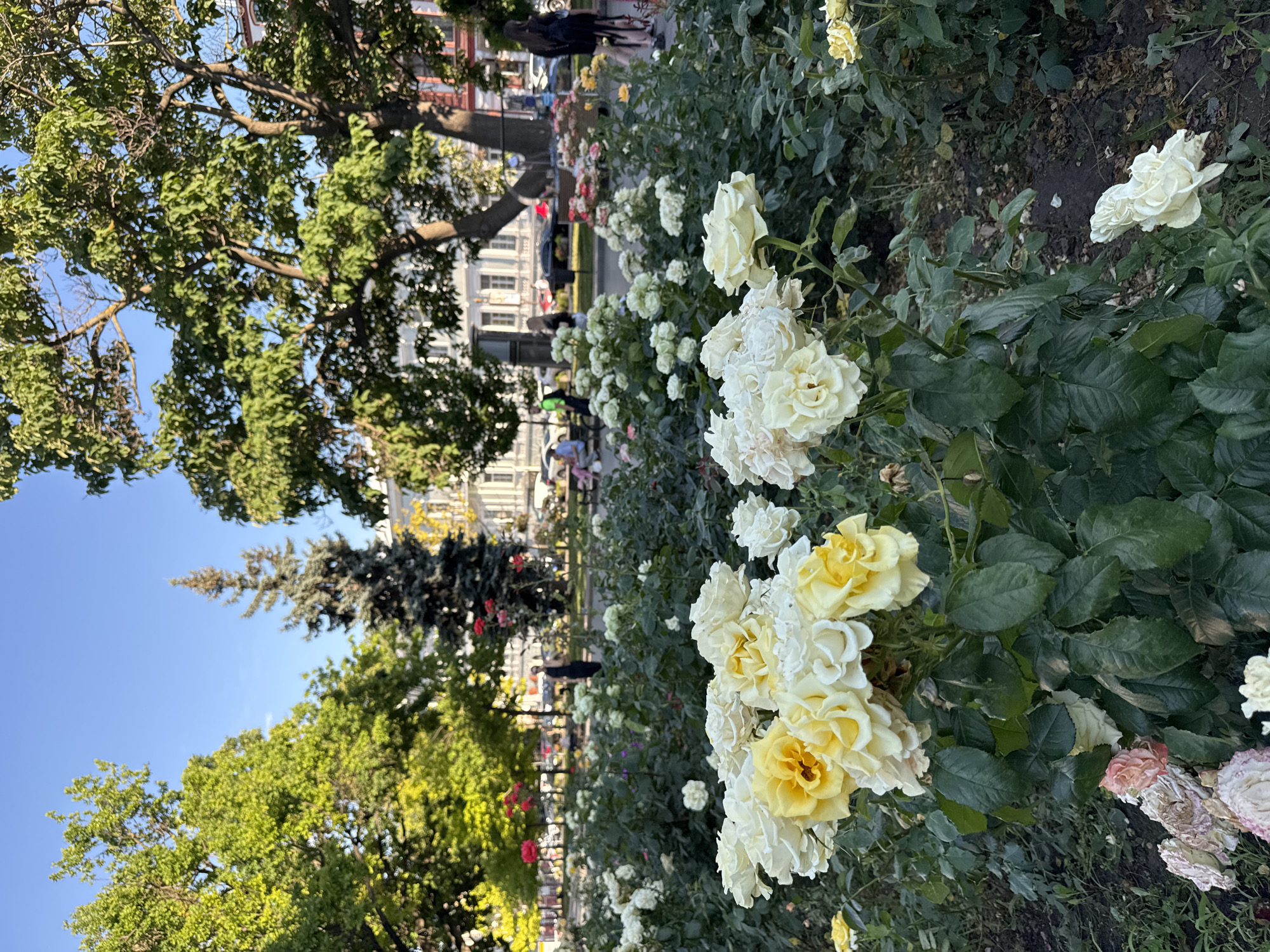 In Odesa, Ukraine, this photograph captures a vibrant rose garden situated in a park or public square, likely near the city center. In the foreground, a lush display of white and yellow roses in full bloom dominates the scene, with their delicate petals catching the sunlight. Behind the roses, lush green foliage and scattered red flowers create a layered effect.
Beyond the garden, the background reveals elements of urban life. Tall trees with dense green canopies frame the view, interspersed with the architectural details of buildings that appear to be in the neoclassical style, common in Odesa. Hints of street life are visible: people are seen walking and sitting on benches, and cars are parked along a road. The sky is a clear, bright blue, indicating a sunny day. The overall impression is of a well-maintained public space offering a tranquil retreat within the bustling city.