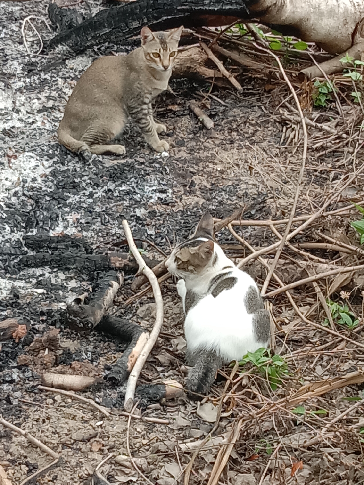 The image shows two cats in an outdoor environment. One cat is light brown and tabby striped, sitting on an area of charred wood and ash. The second cat is white with grey spots, sitting among dry twigs, branches, and some green plants. The location is likely near Lhokseumawe, Indonesia.