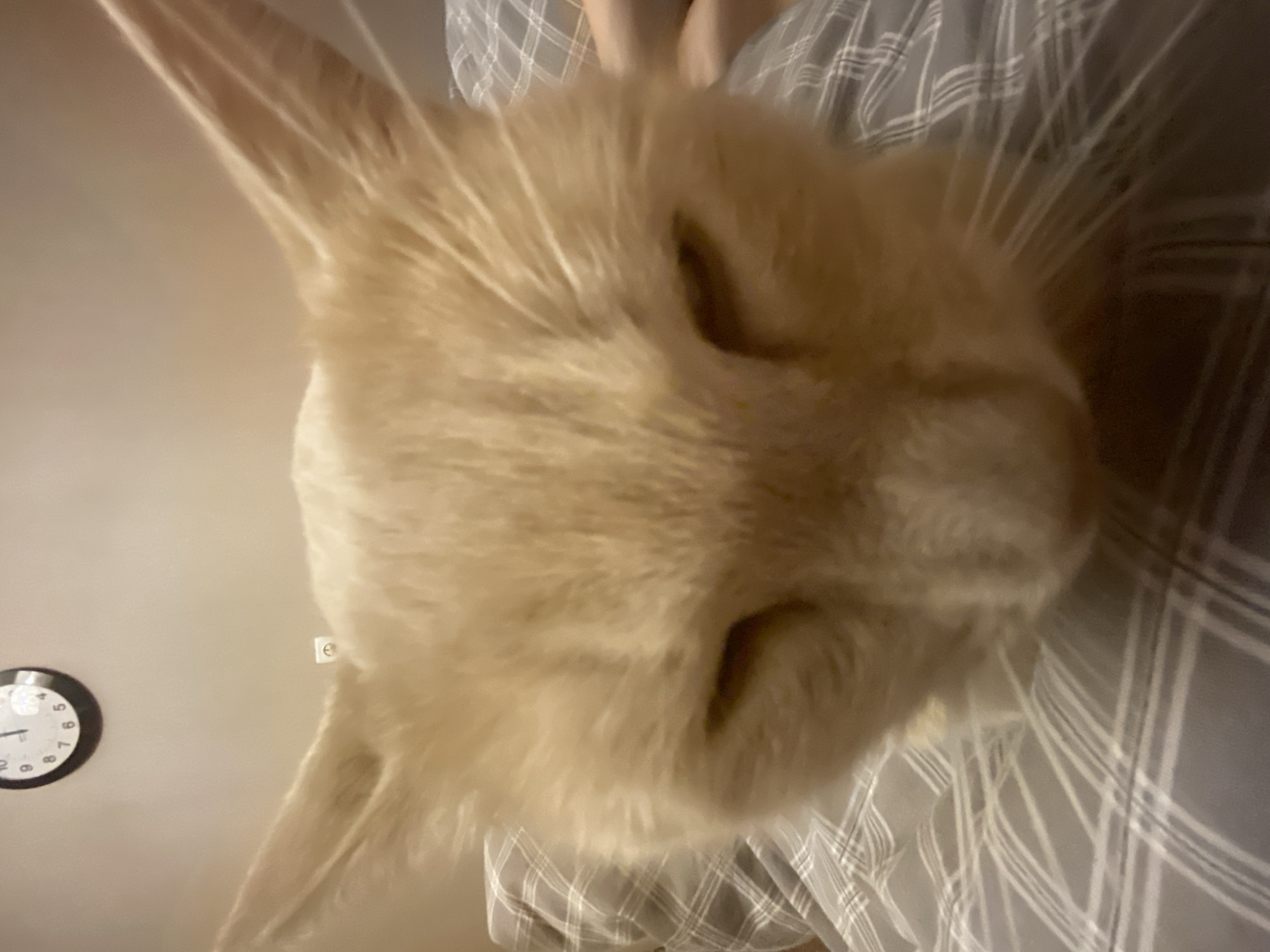 The image is a close-up, tilted view of a ginger cat's face. The cat's eyes are closed. Part of a plaid shirt or blanket is visible below the cat. In the background on the left, a round clock is mounted on the wall, showing a time between 11:00 and 11:30. There is also an electrical outlet on the wall above the clock. The location in Krasnoyarsk, Russia is impossible to determine from the details in the image.