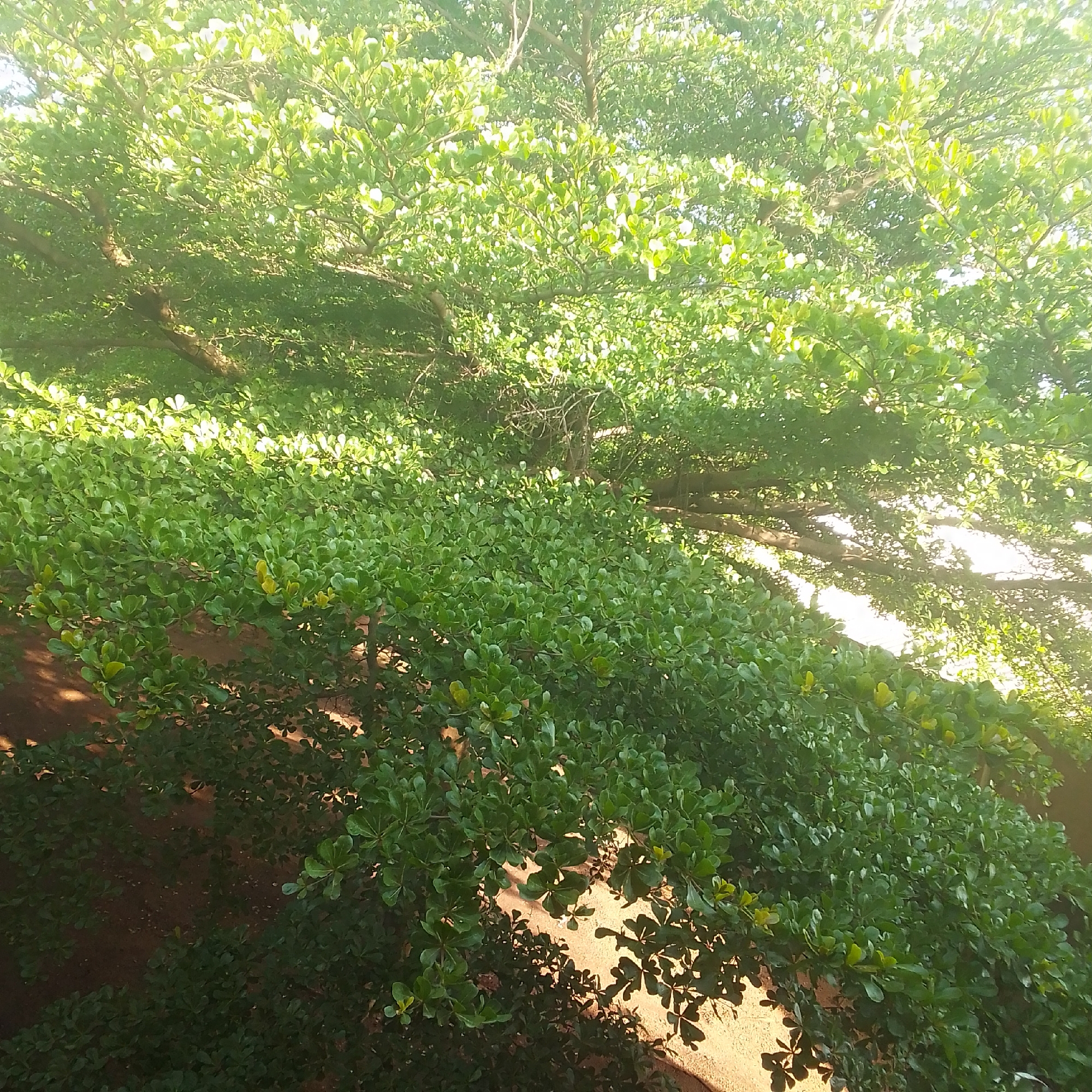This is a close-up, low-angle, outdoor photograph of the dense foliage of a large tree. The leaves are a vibrant green, with some lighter, yellowish-green new growth visible. Sunlight filters through the canopy, creating bright highlights and dappled shadows on the leaves and branches. The texture of the bark is visible on some of the thicker branches, appearing rough and brown. The lower portion of the image shows more of the undergrowth and the ground, which appears to be reddish-brown soil. The overall impression is one of lush, natural growth in an outdoor setting. No people or specific landmarks are visible that would indicate a precise location within Jos, Nigeria; however, the presence of a large, well-established tree suggests a mature urban or suburban area with accessible green spaces, common in areas of Jos.