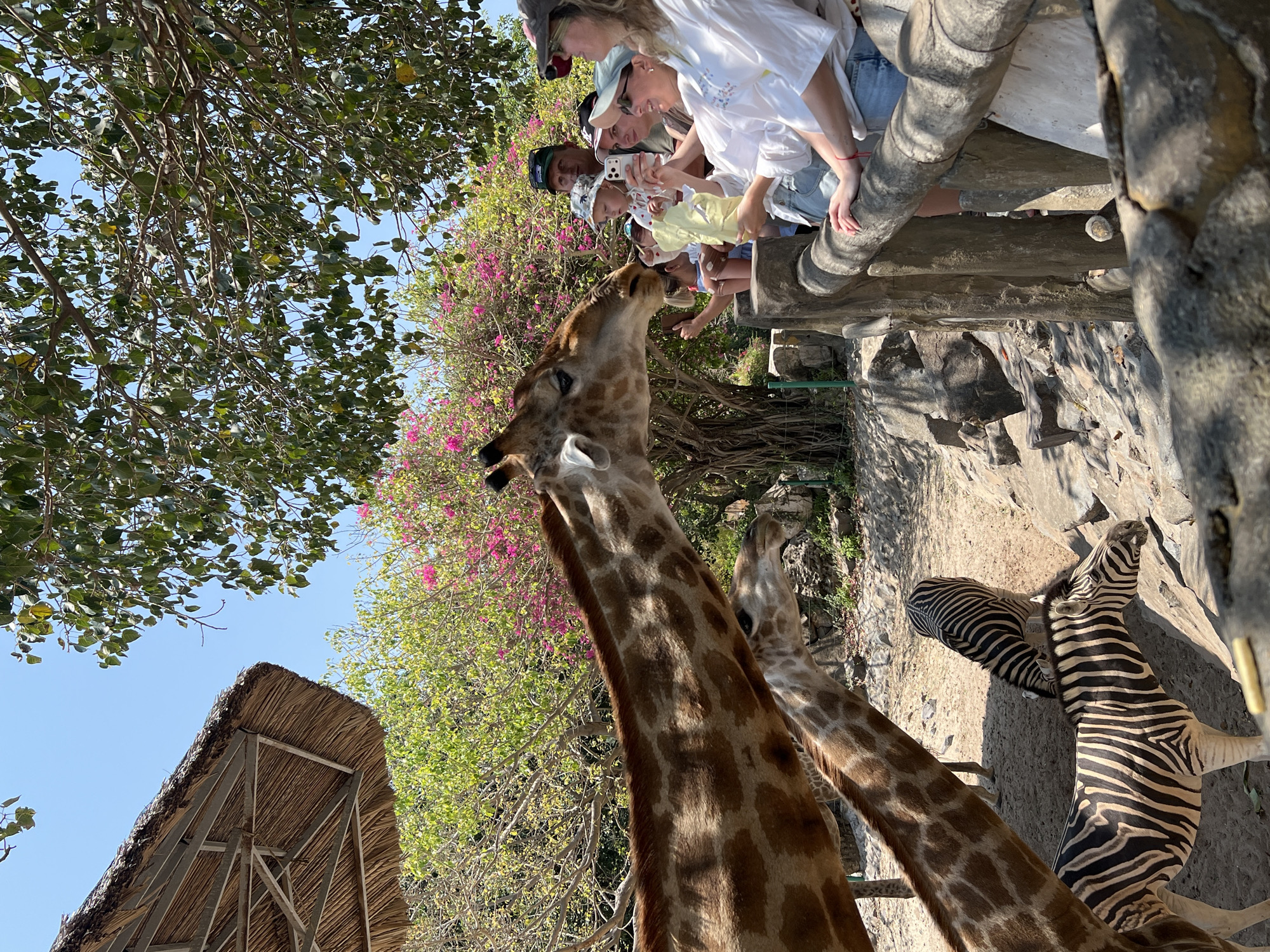 The image shows a group of people interacting with giraffes and zebras, likely at a zoo or wildlife park in Nha Trang, Vietnam. A group of people are leaning over a barrier, some holding phones to take pictures of the giraffes. The giraffes are stretching their necks upwards towards the people, suggesting they are being fed or seeking attention. Two zebras are visible on the ground. In the background are green trees, a structure with a straw roof, and a blue sky.