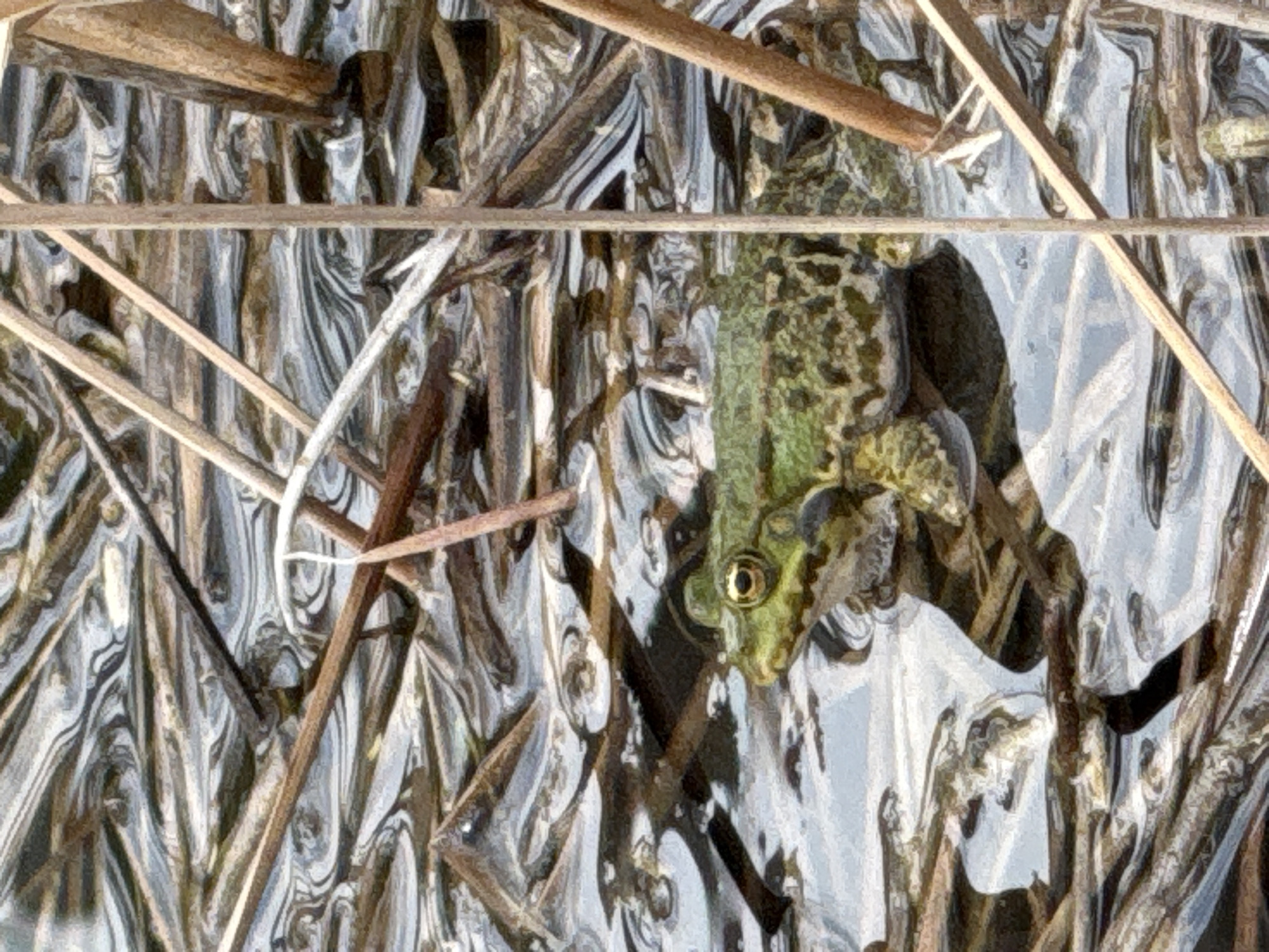 A frog is depicted partially submerged in water, surrounded by numerous dry reeds and sticks. The frog's head, featuring a prominent golden eye, and a portion of its green and brown camouflaged back are visible above the waterline. Its mottled skin pattern helps it blend into the natural environment.
The water surface around the frog shows swirling patterns and reflections, contributing to the overall textured appearance of the scene. Various dry plant stalks, predominantly light brown and dark, crisscross the frame, some lying on the water, others emerging from it, forming a dense and somewhat intricate foreground and background. These reeds and sticks create a natural, somewhat abstract pattern.
The scene captures a moment of stillness in a natural, likely marshy or wetland setting. The lighting suggests it is daytime. There is no discernible activity from the frog, which appears to be resting or observing. No specific weather conditions are indicated beyond the calm water. The image has a slightly stylized, almost painterly quality, particularly in the rendering of the water and its reflections. No text is visible. The location context is Sofia, Bulgaria.