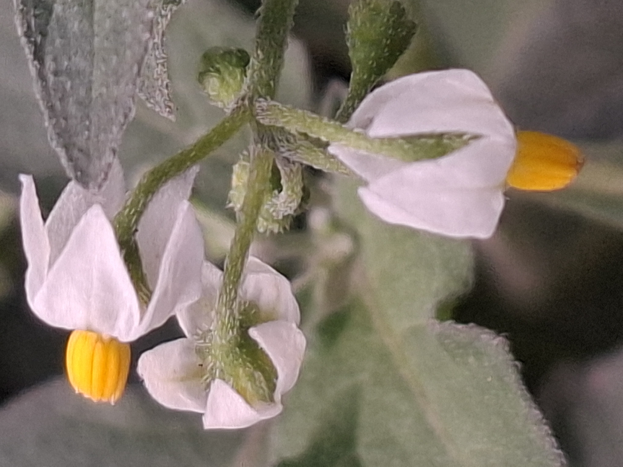 A close-up, macro photograph showcases a cluster of small, white, star-shaped flowers with vibrant yellow centers on a fuzzy green stem. The flowers are delicate, with slightly curled or ruffled petals. Some unopened buds, appearing as small, fuzzy green spheres, are also visible on the stem. The background is a soft blur of green foliage and dark, out-of-focus areas, suggesting a natural setting. The image is composed of four flowers and several buds. The lighting is soft, highlighting the textures of the petals and the fuzzy nature of the stem and buds. The location in Almaty, Kazakhstan is not determinable from the image.