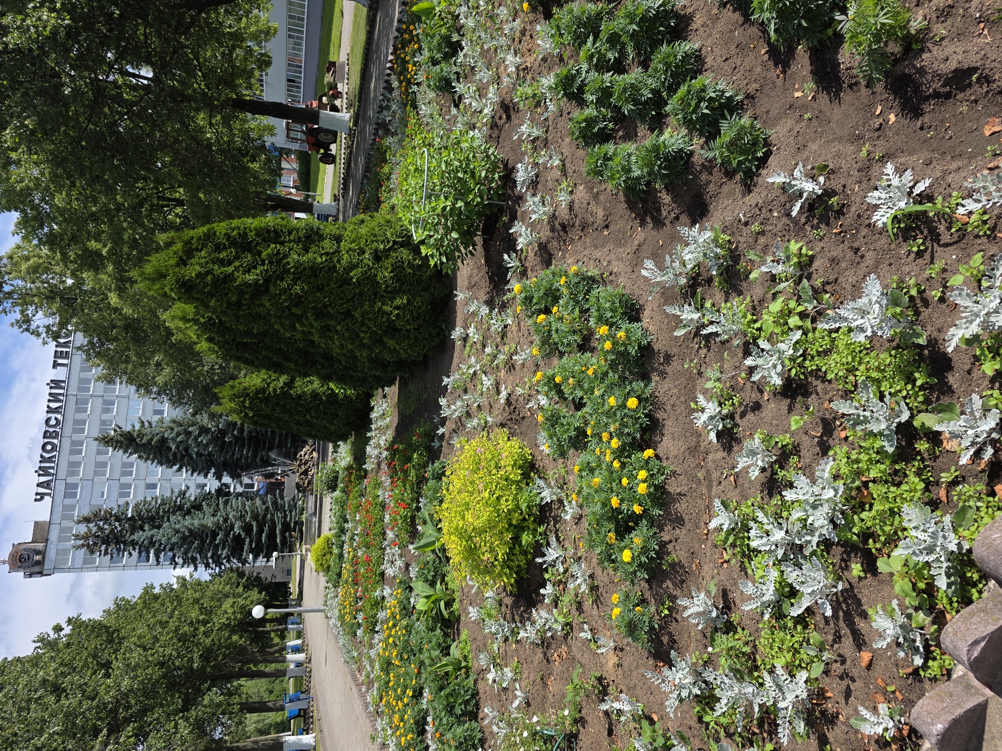 The image depicts a meticulously landscaped flowerbed in front of a modern, multi-story building with the Russian inscription "ЧАЙКОВСКИЙ ТЕК" visible on its facade, likely indicating its location in the city of Chaikovsky, Russia. The flowerbed features a variety of plants, including low-growing silver-leafed plants, vibrant yellow marigolds, red flowers, and a prominent, bright green bush in the center. Tall, dark green cypress trees are planted behind the flowerbed, adding verticality and contrast. In the background, a row of deciduous trees with lush green foliage lines a paved walkway. A few blue park benches are visible along the walkway. Further in the distance, a red tractor with attached equipment is parked on a grassy area next to the building. The sky is partly cloudy, suggesting daytime. The overall scene conveys a sense of urban beautification and municipal upkeep.