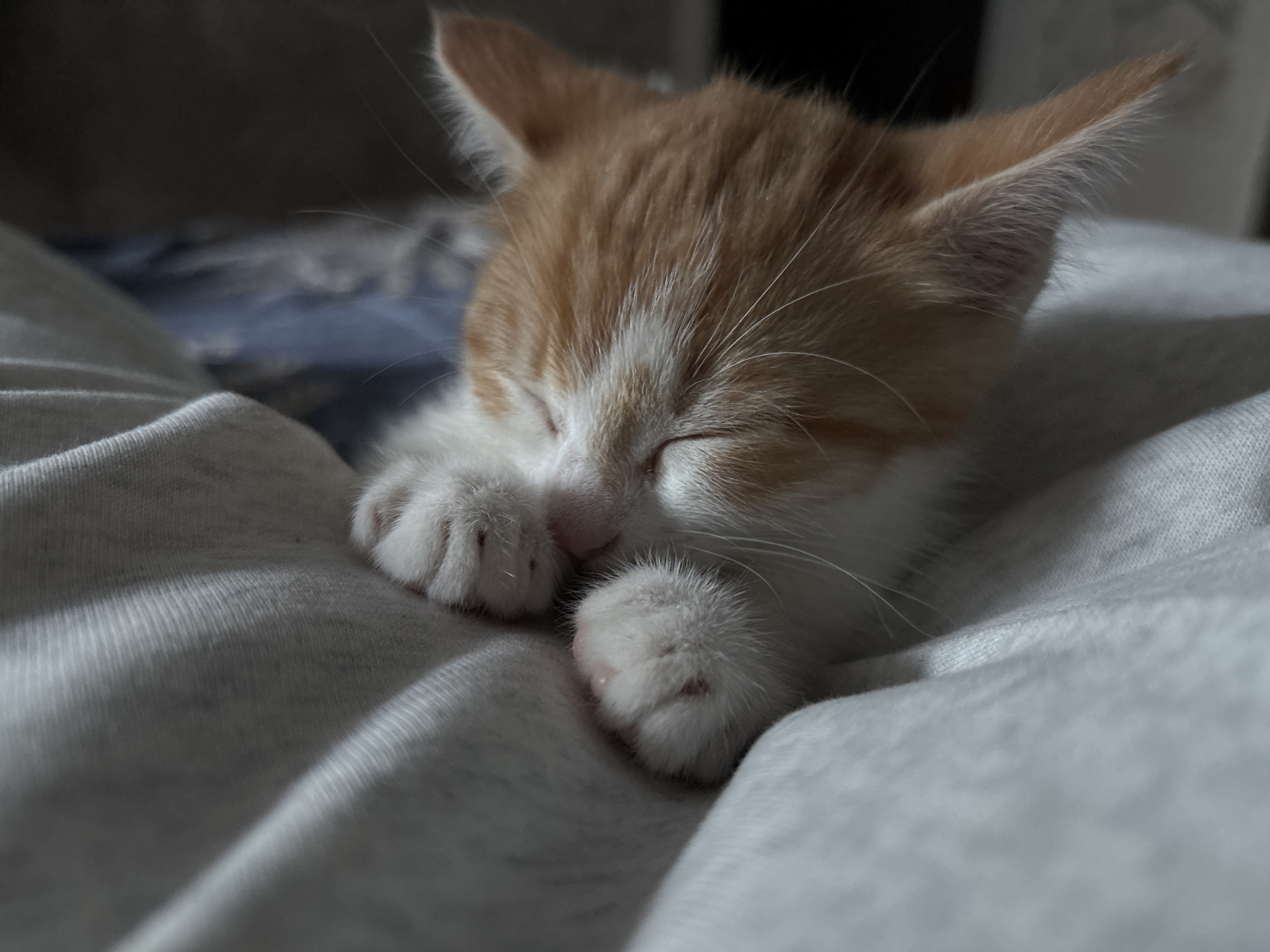 The image shows a close-up, low-angle, eye-level shot of an orange and white kitten sleeping soundly, curled up on a soft, light-colored fabric, likely a blanket or clothing. The kitten's eyes are closed, and its paws are tucked in front of its face. The background is softly blurred, with hints of darker colors and possibly a blue patterned surface beneath the fabric. The lighting is subdued, creating a peaceful and intimate atmosphere. There are no people or any discernible elements of the city of Svietlahorsk, Belarus, visible in the frame.