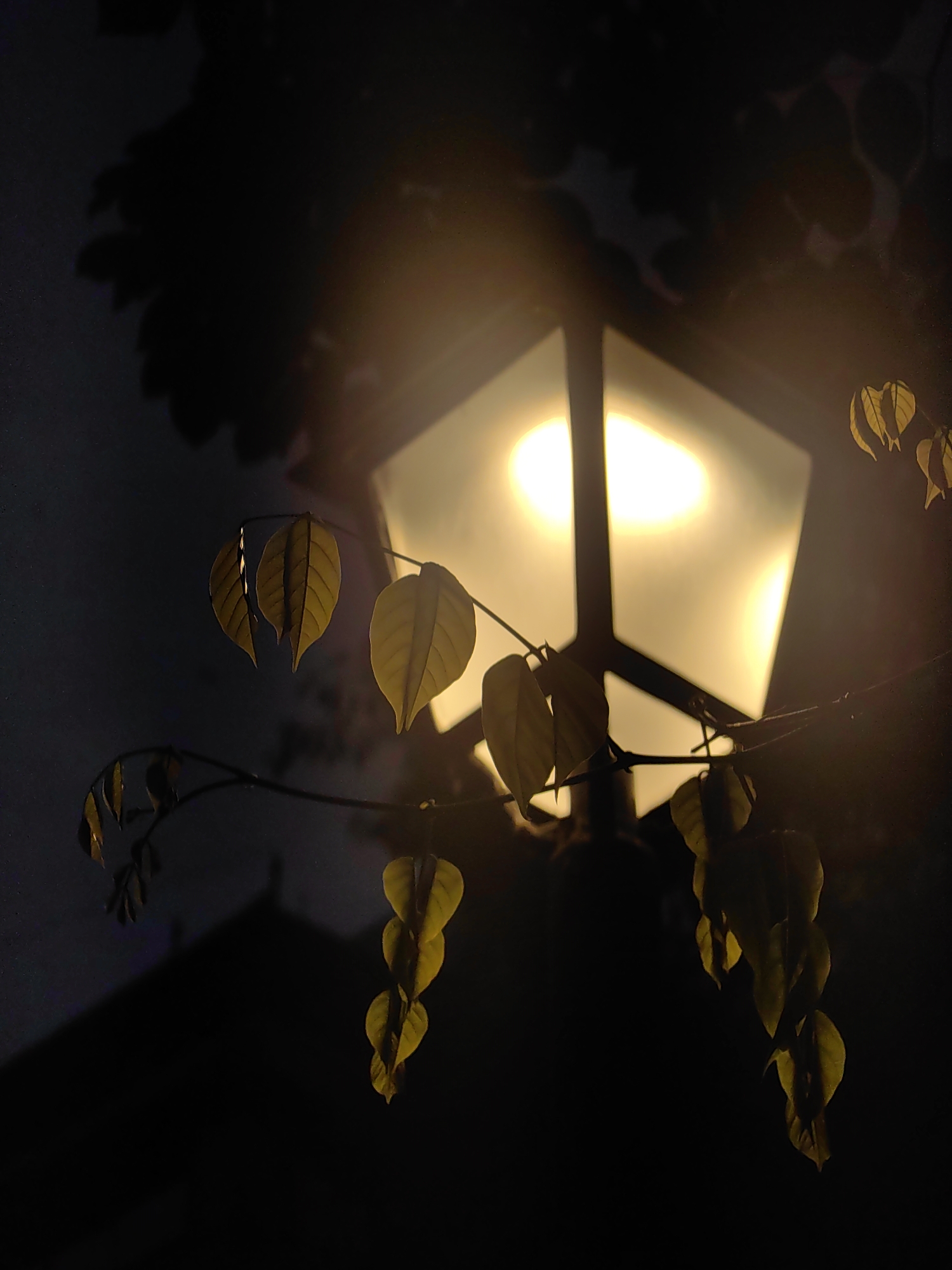 The image shows a close-up, low-angle shot of a modern-style street lamp at night. The lamp has a translucent, hexagonal shade illuminated from within by a bright, warm light, casting soft glows and geometric shadows. Several branches with yellow-green leaves hang in front of the lamp, some silhouetted against the light and others catching its glow. The background is dark, with blurred shapes that suggest trees and a dark sky. The overall impression is one of serene, nocturnal ambiance. The image's context of Mumbai, India is not visually evident from the photograph itself.