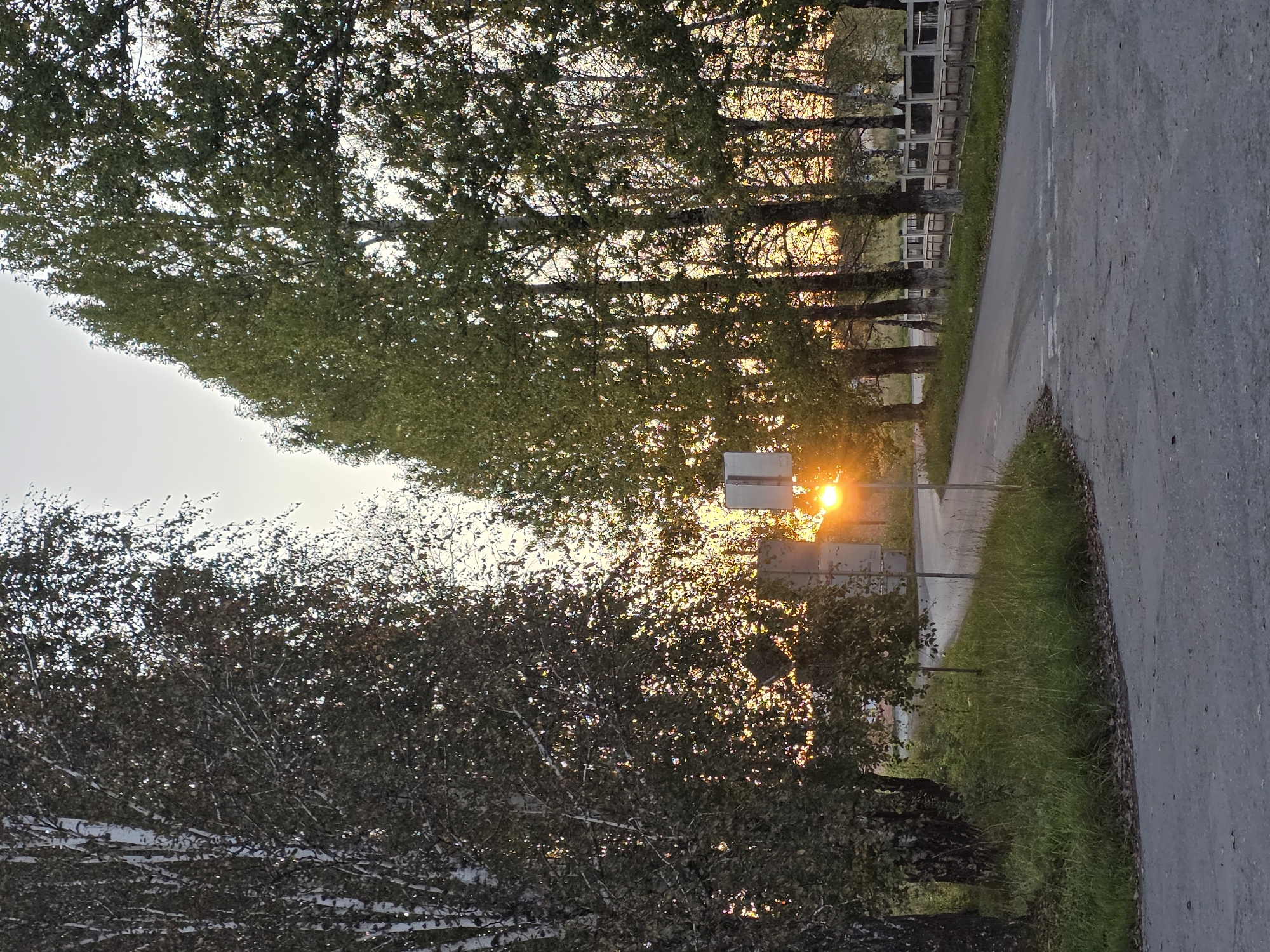 A low-angle, vertical-format, outdoor photograph shows a rural road bordering a line of trees on the right and a clump of birch trees on the left. The sun is low on the horizon, shining through the trees and casting a golden glow on the scene. A road sign is visible in the center of the image, with a white rectangular sign on a pole. The road appears to be asphalt and curves to the right. The trees on the right are tall and slender with green foliage. The birch trees on the left have white bark with dark markings and dark green foliage. The ground is covered with grass and fallen leaves. The sky is a pale blue. The location appears to be in the city of Magnitka, Russia.