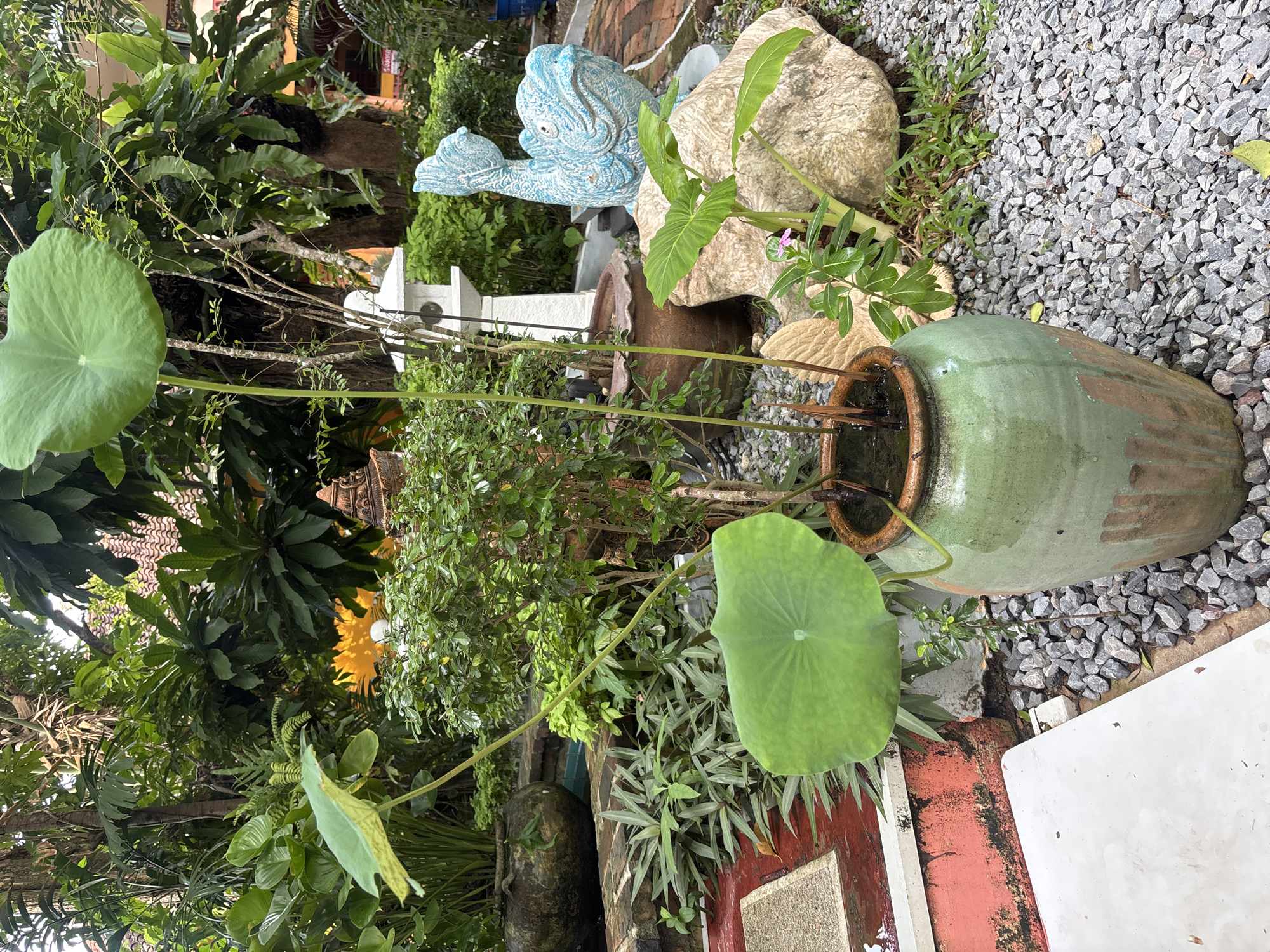 A lush garden scene unfolds in Chalong, Thailand, featuring a prominent green ceramic pot overflowing with lotus plants. The pot, with its rustic, weathered appearance and brown accents, sits amidst a bed of grey gravel. The lotus leaves, one large and round, the other slightly unfurled, reach upwards on slender stems. Surrounding the pot, the garden is alive with diverse foliage, including large-leafed plants, ferns, and dense green bushes. In the background, a light-colored, lantern-like structure stands tall, accompanied by a vibrant blue, fish-shaped garden ornament. The area is dotted with natural rock formations and the textures of brick pathways, adding to the tranquil, natural ambiance. The overall impression is one of a well-tended, serene outdoor space.