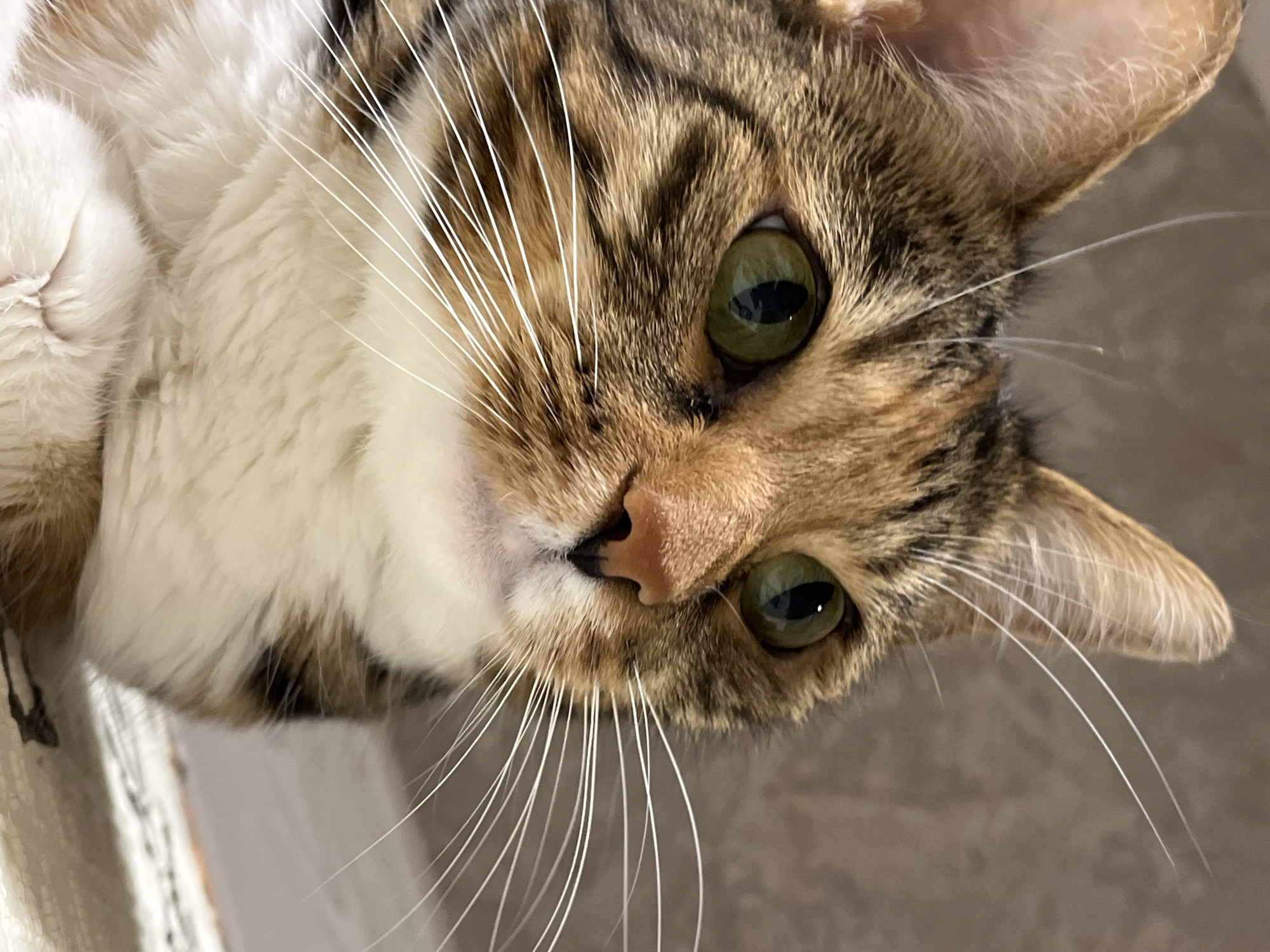 The image is a close-up, head-and-shoulders shot of a tabby cat with green eyes and a white chest. The cat is looking to the right of the frame. The background is a plain, muted brown. The cat's fur is a mix of brown, black, and orange tabby stripes, with a prominent white patch on its chest. Its whiskers are long and white. The lighting is soft and even, highlighting the texture of the cat's fur and the details of its face. There is no identifiable location in Nizhny Novgorod, Russia, or any other geographical context provided by the image itself.