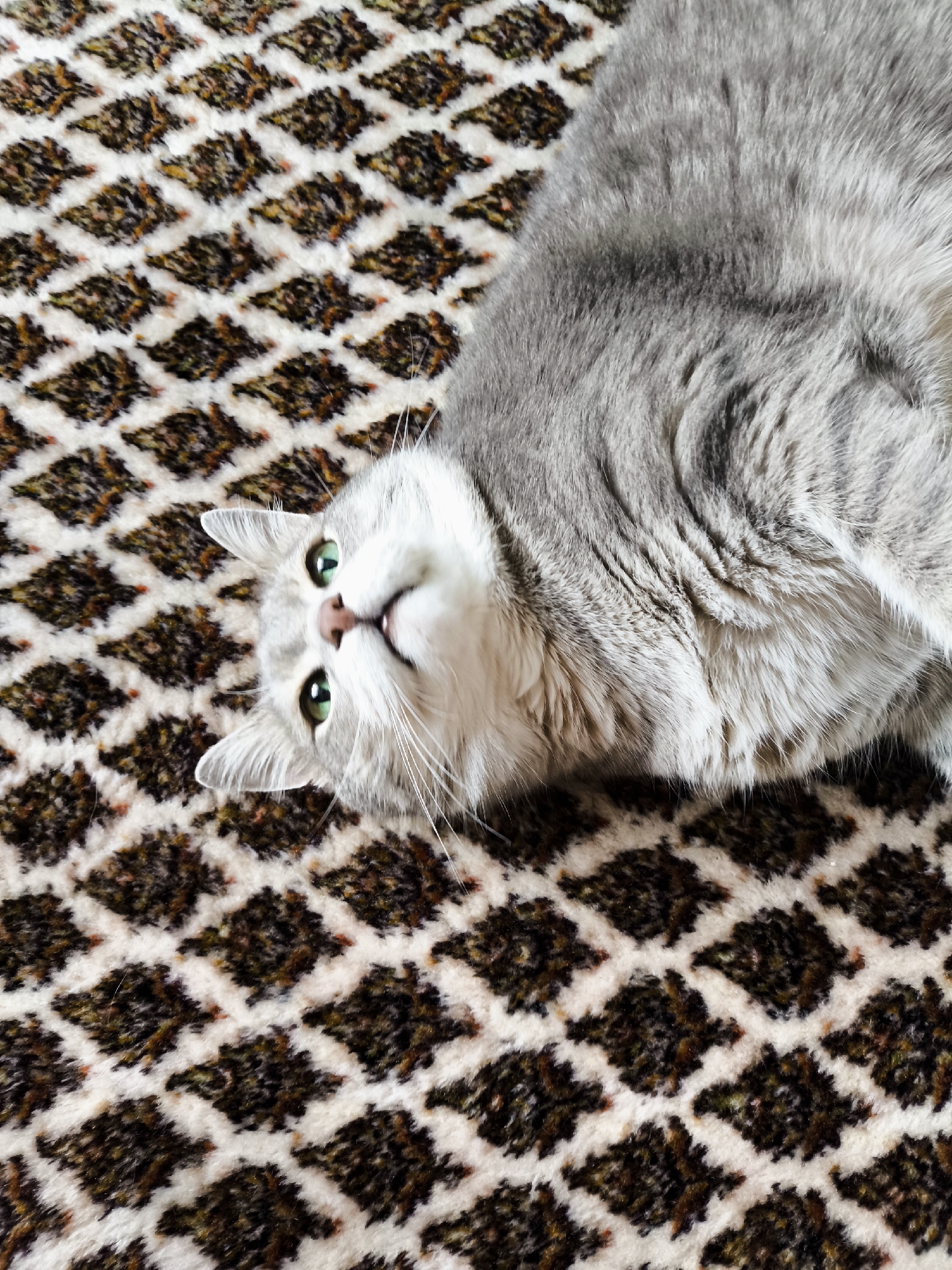 A light gray cat with bright green eyes is lying on its back on a patterned rug. The rug has a white background with a repeating diamond pattern of dark brown and black. The cat's head is tilted, and its mouth is slightly open, revealing its pink tongue. Its fur is fluffy and appears soft. The cat's whiskers are long and white. The lighting is bright, casting soft shadows.
