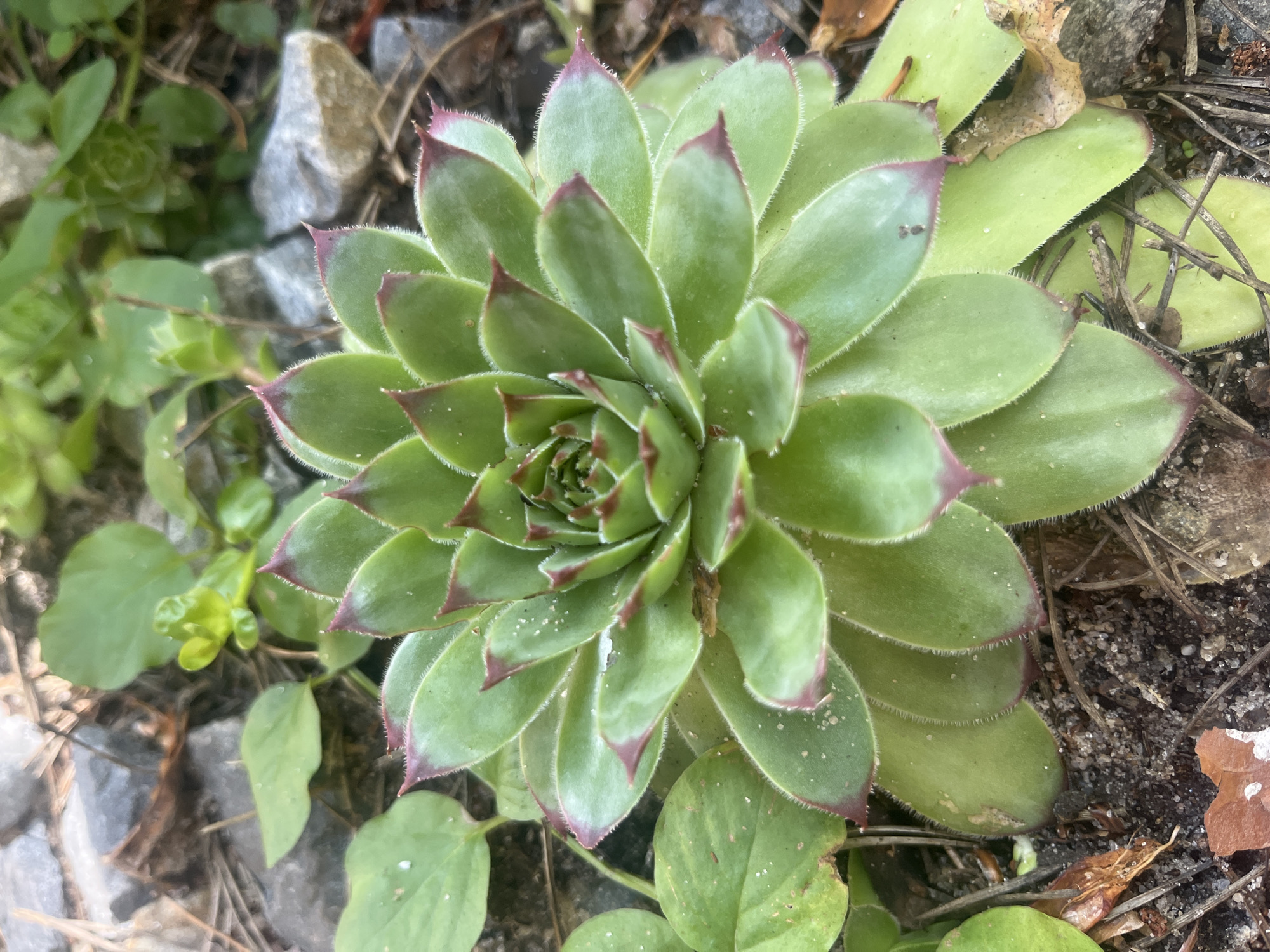 This is a close-up, top-down photograph of a succulent plant, likely a Sempervivum, growing outdoors. The plant is characterized by its tightly packed, rosette-shaped arrangement of fleshy leaves. The leaves are a vibrant green, with reddish-purple tips and fine, white hairs along their edges. Some leaves exhibit slight water droplets.
The plant is situated in a natural, rocky, and somewhat dry environment. Surrounding the succulent are scattered gray stones, dark soil, dry twigs, and bits of fallen leaves. Small green plants with simpler leaf structures are also visible in the background and to the left of the main succulent, suggesting a garden or natural ground cover setting.
The lighting appears to be natural daylight, casting soft shadows and highlighting the textures of the plant and its surroundings. There are no people or animals present in the image. The overall impression is one of natural beauty and resilience, with the succulent thriving in its environment. The specific location context provided is "Староживотинное, Russia," which suggests a rural or natural setting within that region. No text is visible in the image.