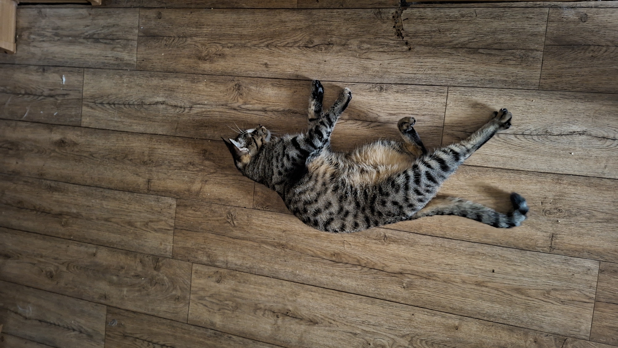 A tabby cat is lying on a wooden floor in a top-down view. The cat is on its back, with its legs splayed out. The cat's fur is a mixture of brown, black, and tan stripes. The wooden floor is made of planks with a visible wood grain. The environment is indoors, likely a home, given the flooring and absence of any outdoor elements. There are no people visible in the image, nor any interaction between multiple subjects. The location is not specified as Myadzyel, Belarus, or any other specific city or country.