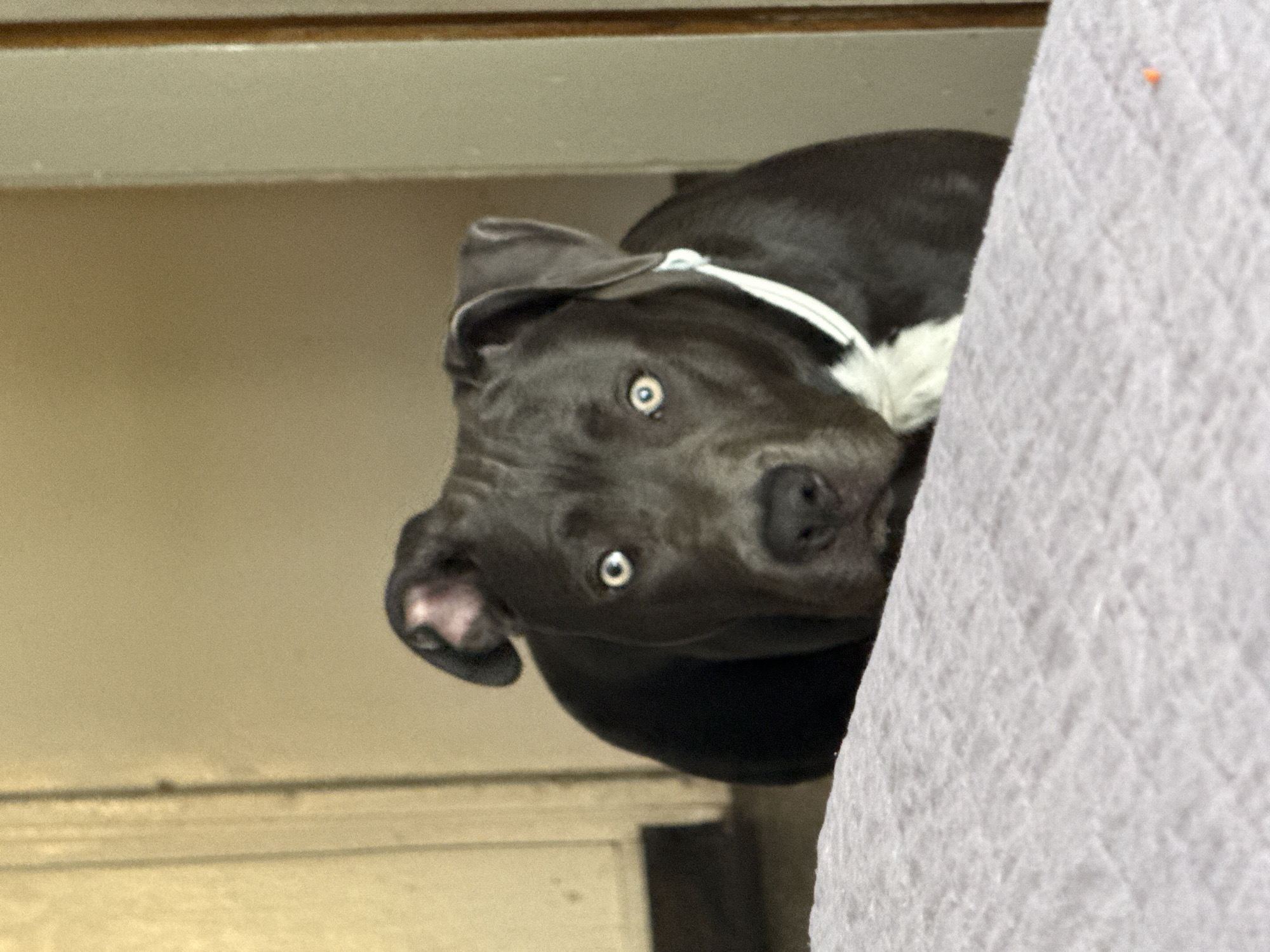 A dark gray dog with a white collar is positioned diagonally in the frame, with its head tilted. The dog's eyes are light-colored. A white, quilted surface is visible to the right of the dog. The background appears to be an interior wall or furniture. The location is unknown and there is no indication that it is Varna, Bulgaria.