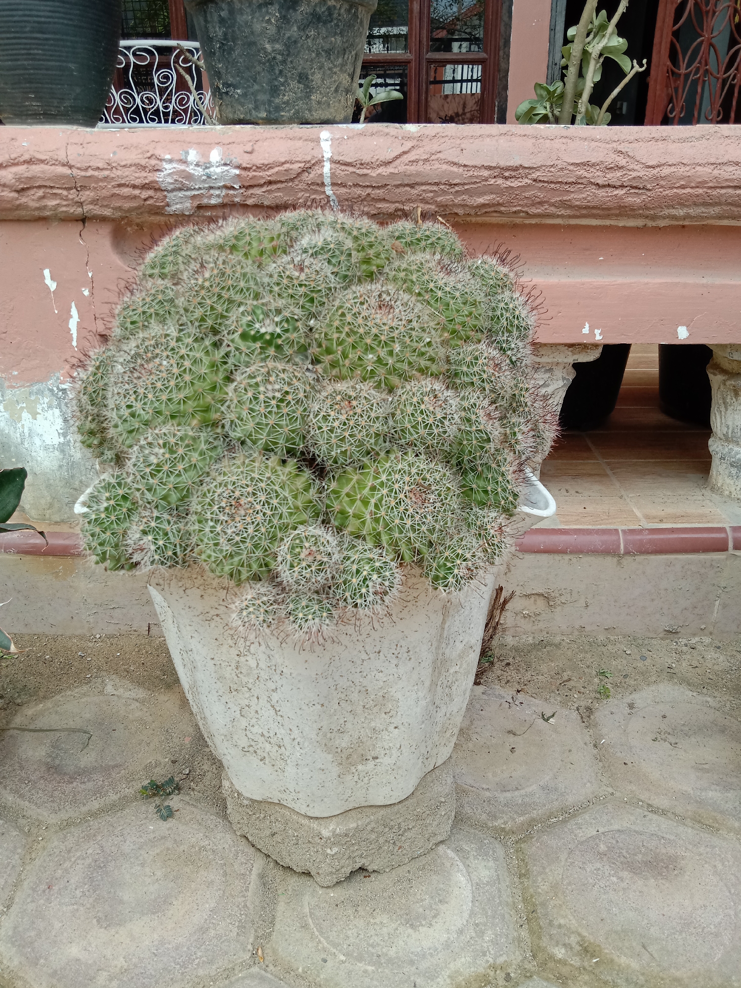 The image depicts a large, globular cactus overflowing from a light-colored, textured pot. The cactus is composed of numerous small, round, green segments covered in fine white and reddish spines. The pot sits on a paving stone surface in front of a weathered, pink wall with a horizontal ledge. A section of brown-framed windows and decorative ironwork is visible in the background. The location is in the city of Lhokseumawe, Indonesia. There are no people visible in the image.