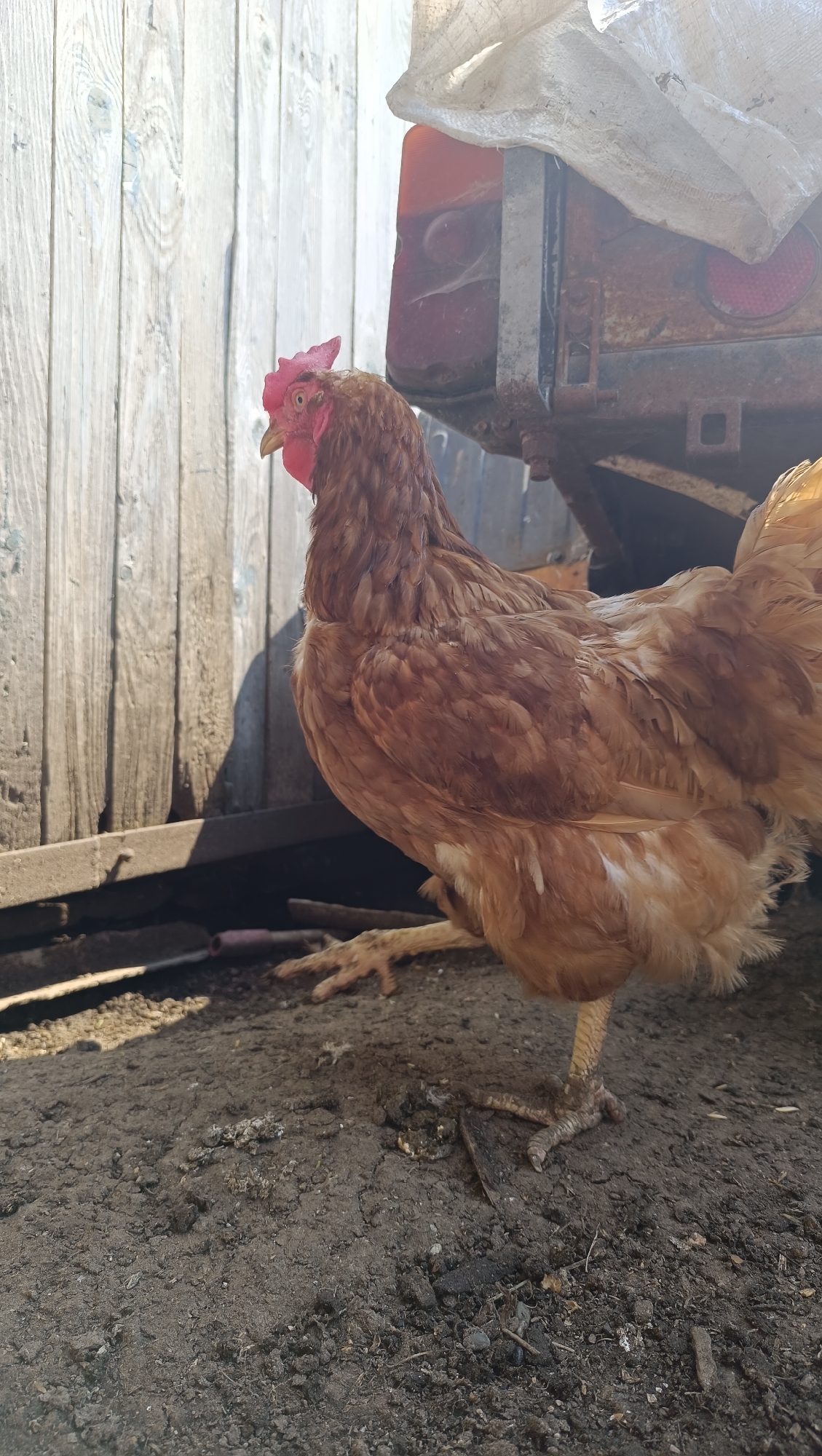 A light brown hen stands on dark, dry dirt. The hen is facing left, with its head turned slightly towards the camera. Its comb is bright red, and its eye is visible. The hen's feathers are a mix of brown and lighter tan. Its legs and feet are visible, with prominent scales on the legs and claws on the feet. The ground is uneven and covered with small stones and debris. Behind the hen, a weathered wooden fence runs vertically along the left side of the frame. To the right of the fence, a rusty metal object with a red tail light is partially visible, covered by a white tarp. The scene appears to be outdoors, in an area that might be a farm or rural setting. The lighting suggests it is daytime, with shadows cast on the ground. There is no indication of the city of Karsha, Russia, within the image itself.