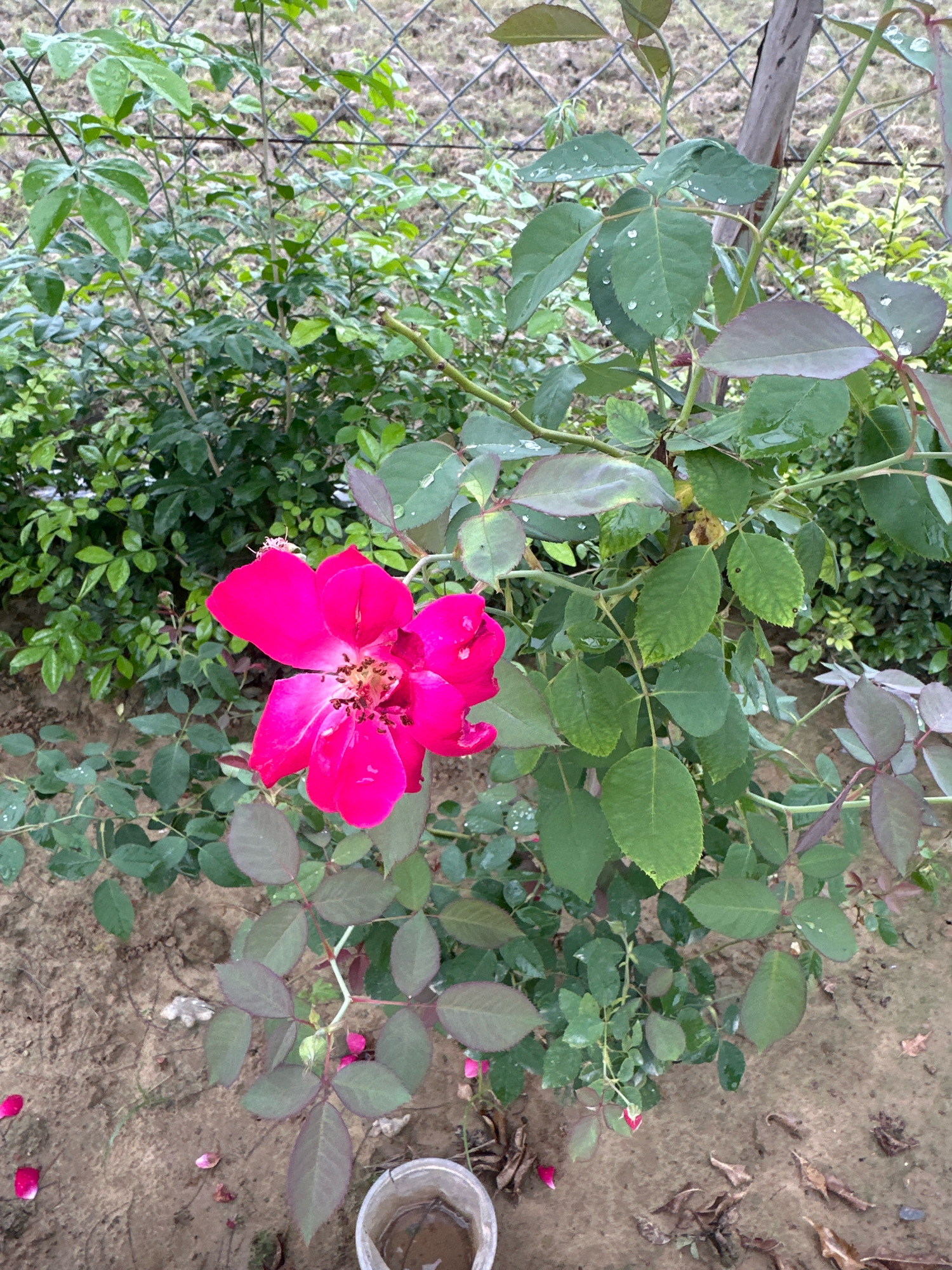 A close-up, eye-level shot captures a vibrant pink rose in bloom, its petals slightly open, revealing the intricate details of its center. The rose is positioned in the mid-ground, slightly to the left of the frame, amidst a lush garden setting. The background features a blurred chain-link fence and dense green foliage, suggesting a natural or cultivated outdoor environment. The ground beneath the rose appears to be sandy soil, with a few fallen pink petals scattered around. To the lower right, a white bucket with some murky liquid is partially visible. The lighting is soft, highlighting the water droplets on the rose's leaves and petals, indicating recent rain or watering. The scene is set in Jaunpur, India, a location known for its historical significance and agricultural landscape.