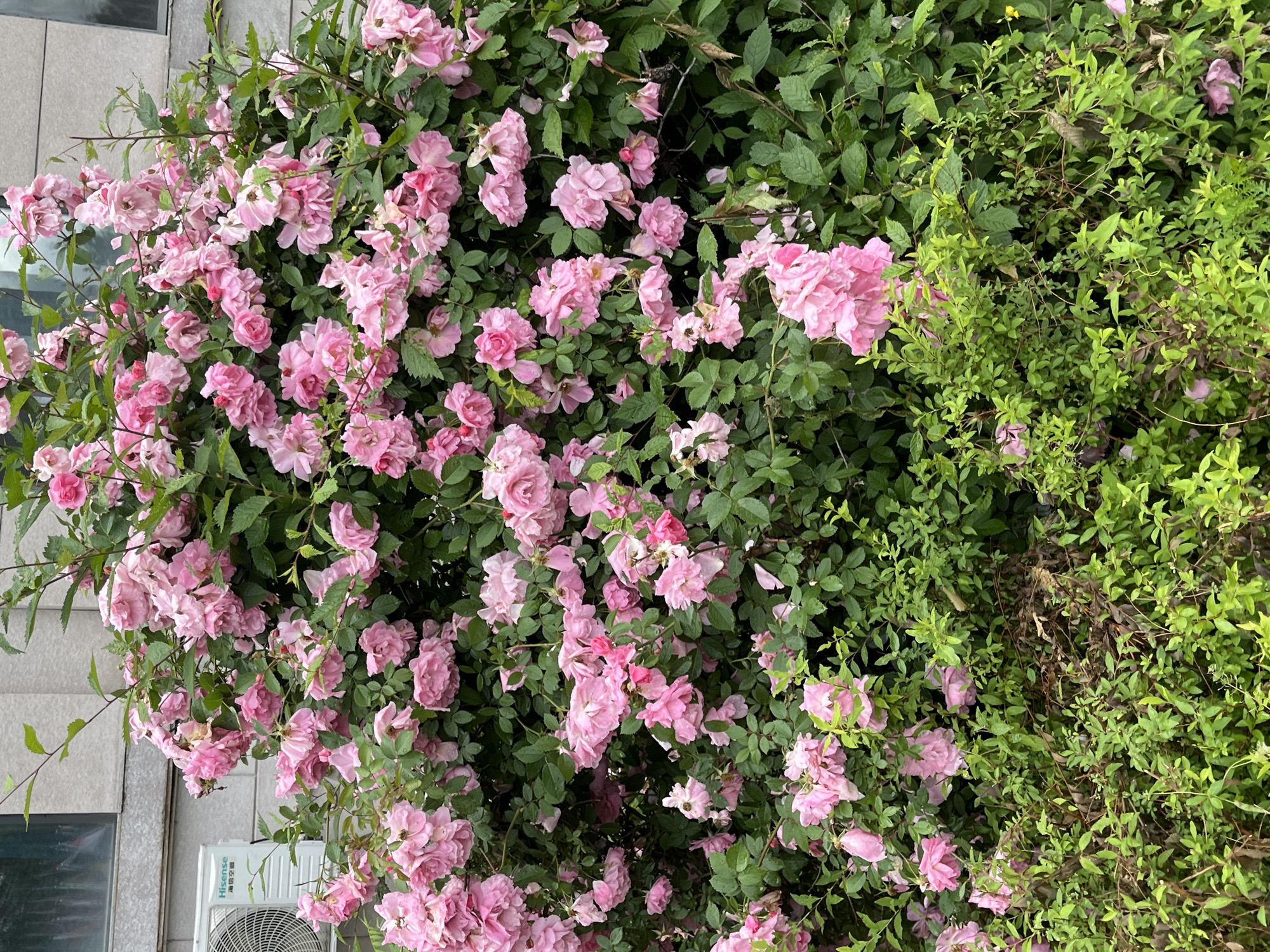 The image displays a dense bush of blooming pink roses situated outside a building in Changchun City, China. An air conditioning unit is visible on the left side of the building, mounted near the rose bush. The roses are in various stages of bloom, with many clusters of delicate pink petals. The surrounding foliage is lush and green. The scene appears to be an outdoor urban environment.