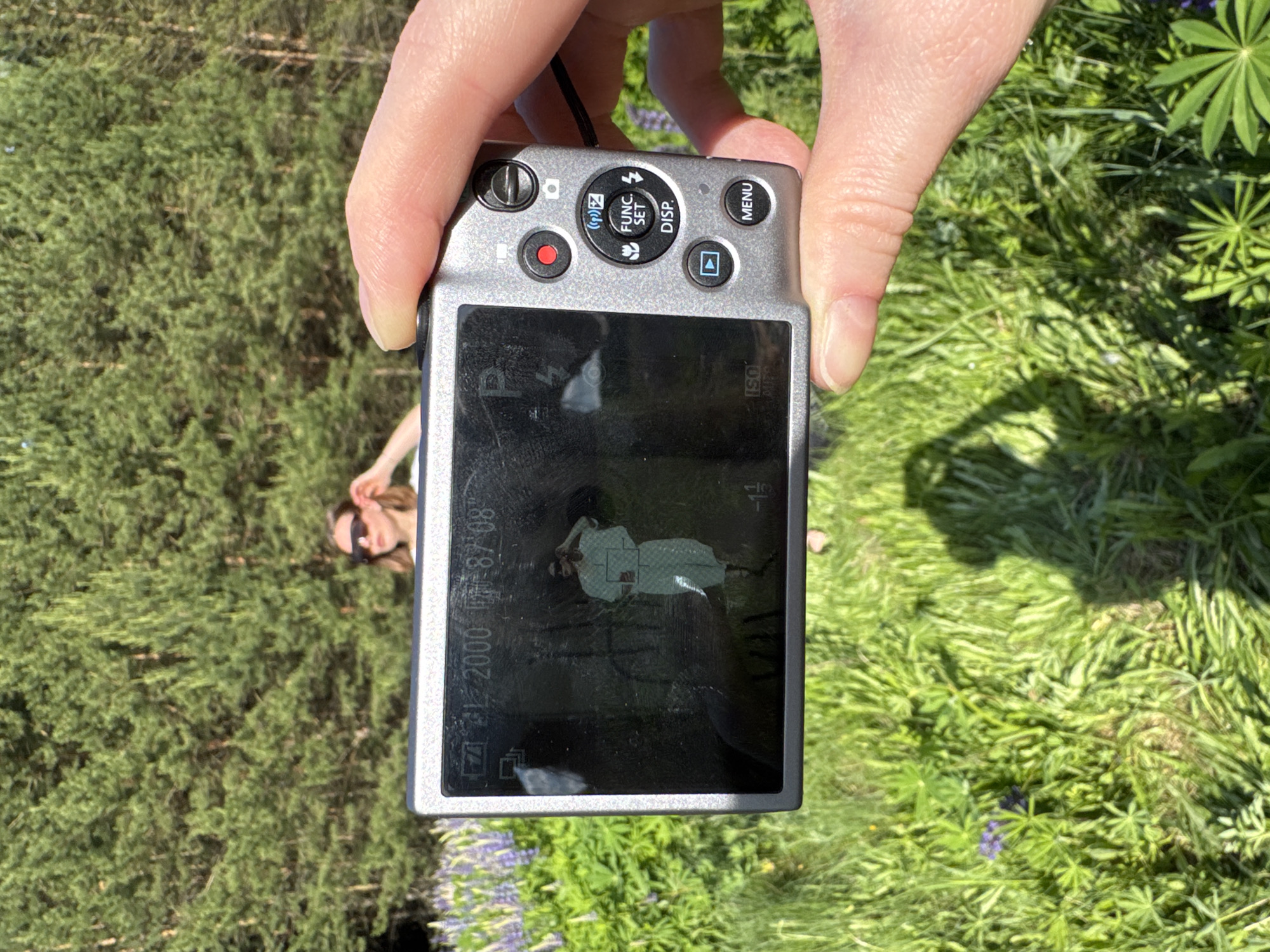An outdoor, sunlit scene in Chaikovsky, Russia, features a close-up of a human hand holding a silver compact digital camera, pointed towards a person standing in a natural environment. The camera, identified as a Canon PowerShot model due to visible controls (FUNC. SET, DISP., MENU buttons, mode dial with 'P'), occupies the lower-center of the frame. The camera screen, displaying scratches and reflections, shows a live view or a captured image of a female individual wearing dark sunglasses and a light-colored, long-sleeved garment, posing with one hand near her head. The screen also indicates camera settings: full battery, Program (P) mode, flash off, a shutter speed of 1/2000, and an aperture of f/8.0, with "ISO AUTO" and an exposure compensation of "-11" visible.
Partially obscured by the camera, the same female individual stands in the background, positioned to the right of the frame's center. She wears dark sunglasses and a light-colored top, mirroring the pose seen on the camera screen with her right hand raised towards her head.
The background consists of dense, dark green coniferous trees, specifically pine trees, typical of a forest or woodland setting. Below the treeline, the ground is covered with vibrant green grass and other foliage. Patches of purple flowers, identifiable as lupines, are visible on the left side of the scene. The presence of strong sunlight is evidenced by clear shadows cast on the grass in the lower-right and central-lower portions of the image, including the shadow of the person holding the camera. The overall environment suggests a natural, rural, or park-like area.