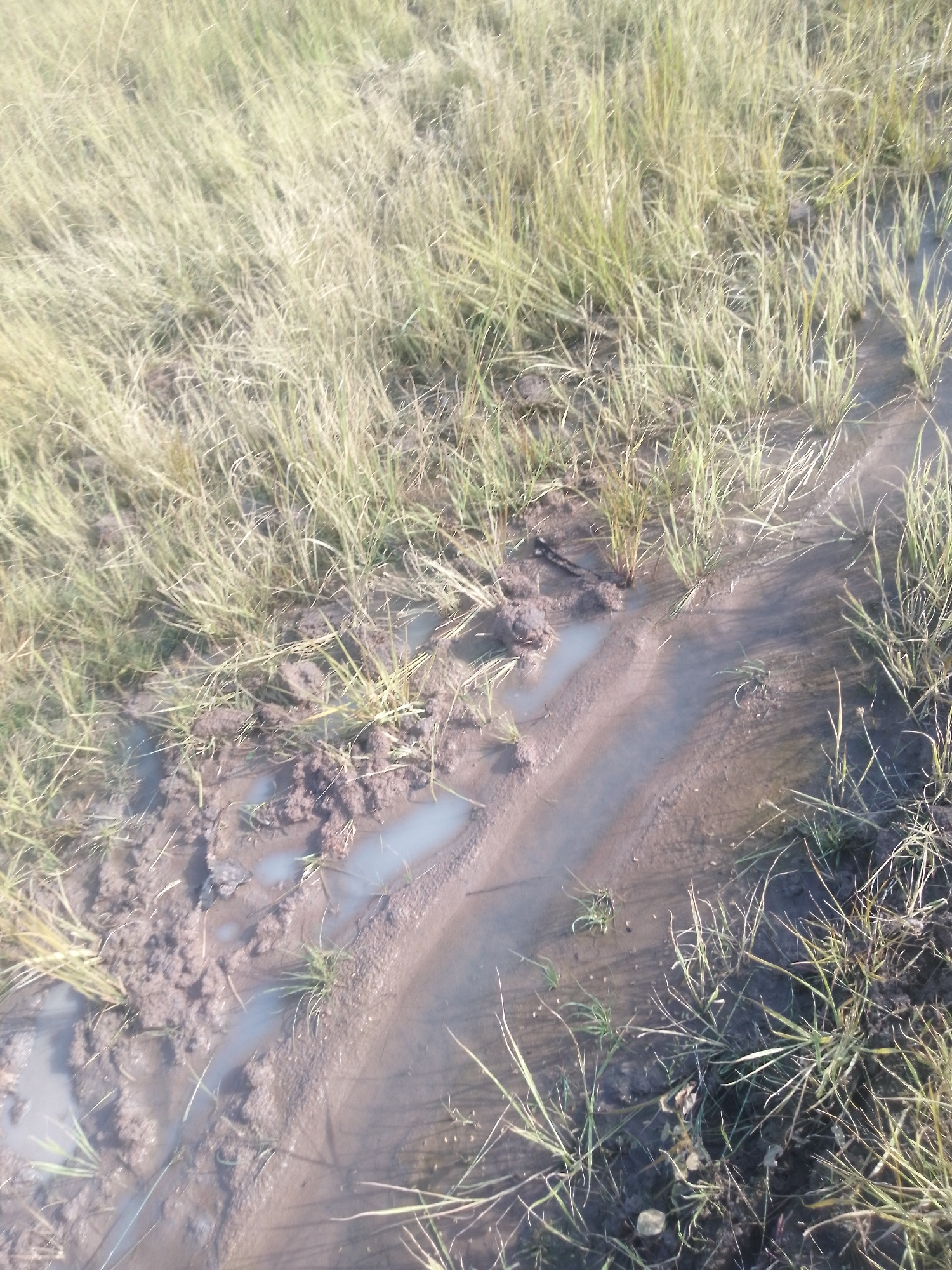 The image depicts a muddy, grassy area with a shallow water channel. The terrain is uneven, with patches of dry grass and clumps of mud. The water in the channel reflects the sky, indicating it is an open area. This scene is characteristic of the rural environment found in Serti, Nigeria, where such natural watercourses and muddy terrain are common, especially during or after periods of rain. There are no people or specific structures visible in the image.