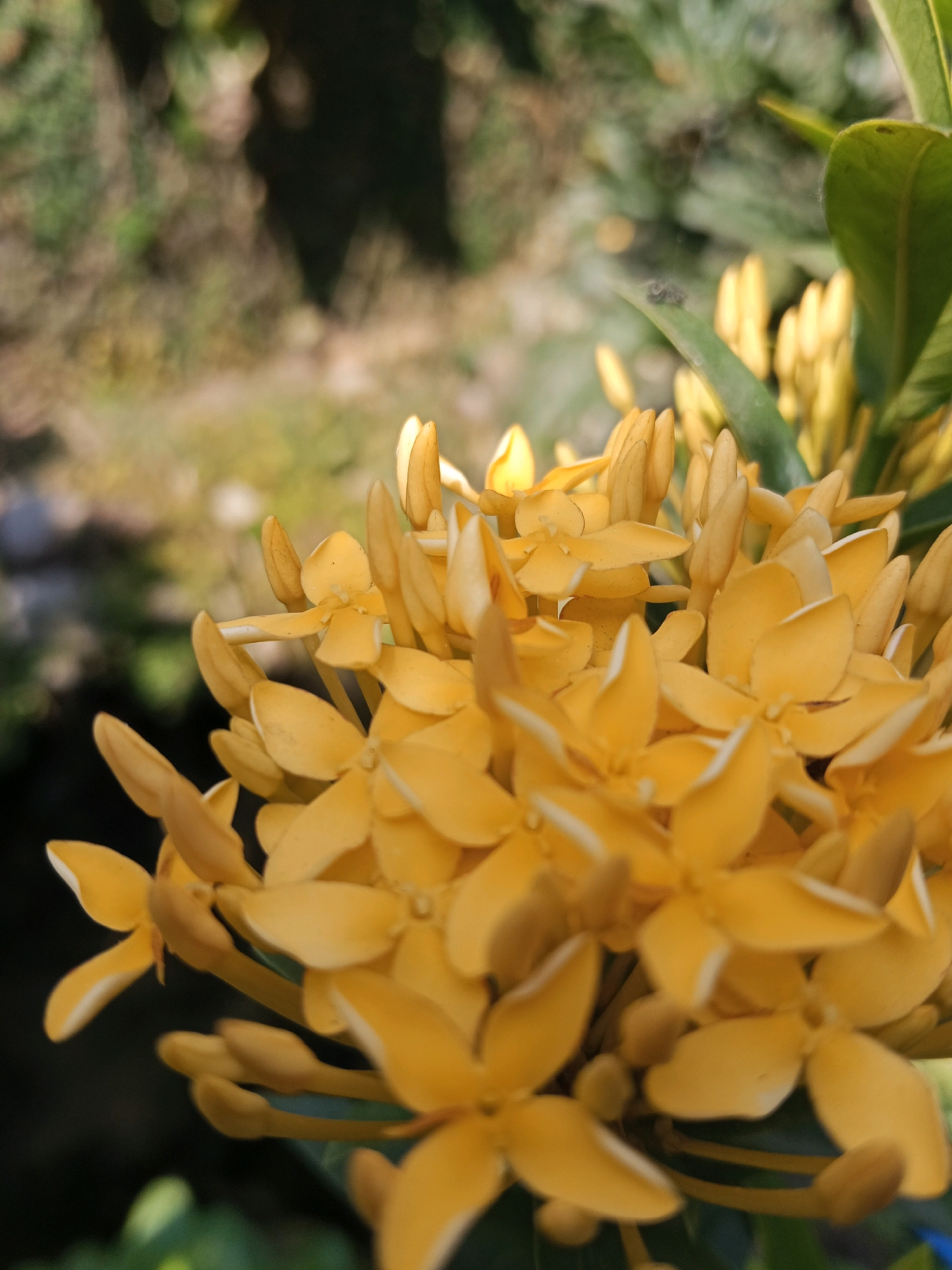 A close-up, eye-level shot captures a cluster of vibrant yellow ixora flowers in bloom. The flowers are the central focus, with their delicate petals and budding structures clearly visible. The background is softly blurred, suggesting an outdoor environment with greenery and dappled sunlight, likely in the vicinity of Gaprang, Indonesia. A small insect, possibly a spider, is perched on a green leaf in the upper right portion of the frame, adding a subtle detail to the natural scene.
