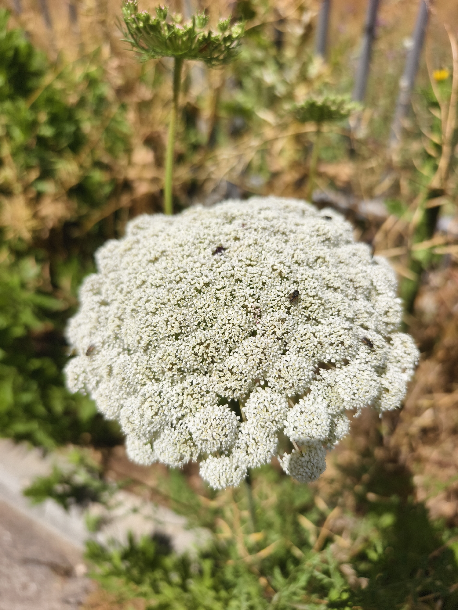 A close-up shows a Queen Anne's Lace flower, its white, clustered blooms densely packed. Several small flies are visible on the flower. In the background, out-of-focus foliage suggests a garden or natural area, with a glimpse of a light-colored pathway or border. The scene is located in the Jezreel Valley Regional Council, Israel.