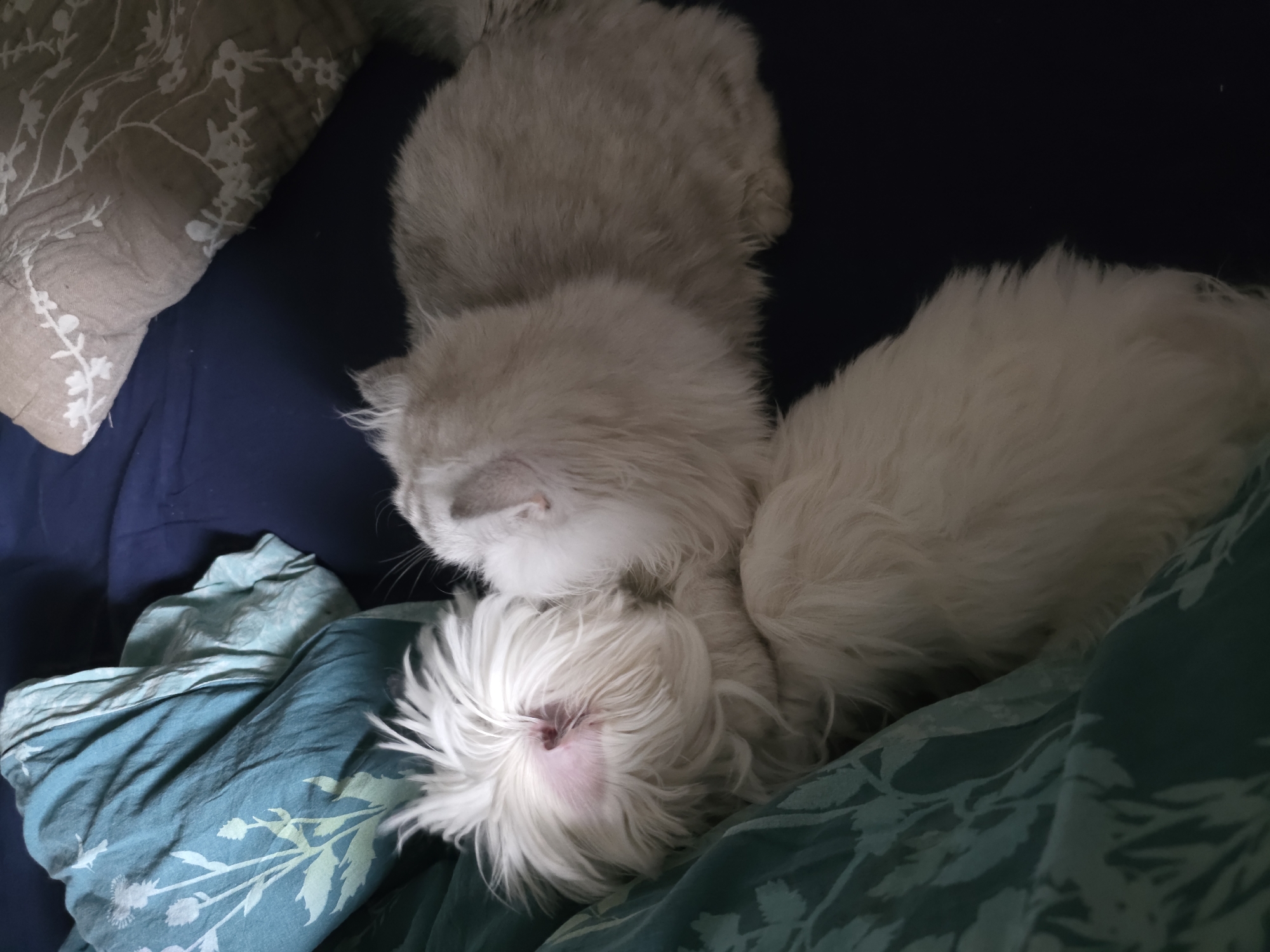 Two white furry animals, likely a dog and a cat, are snuggled together on a bed. The dog, on the left, has its face buried in the blanket, with its white fur standing on end around its head and a visible pink ear. The cat, on the right, is lying on its side, facing away from the camera, its light gray fur blending with the bedding. They are covered by a dark blue blanket. To the left of the animals is a folded teal green blanket with a white floral pattern. A portion of a beige patterned pillow is visible on the right side of the image. The lighting is dim, suggesting it is indoors. No information regarding location in Novocheboksarsk, Russia is provided in the image.