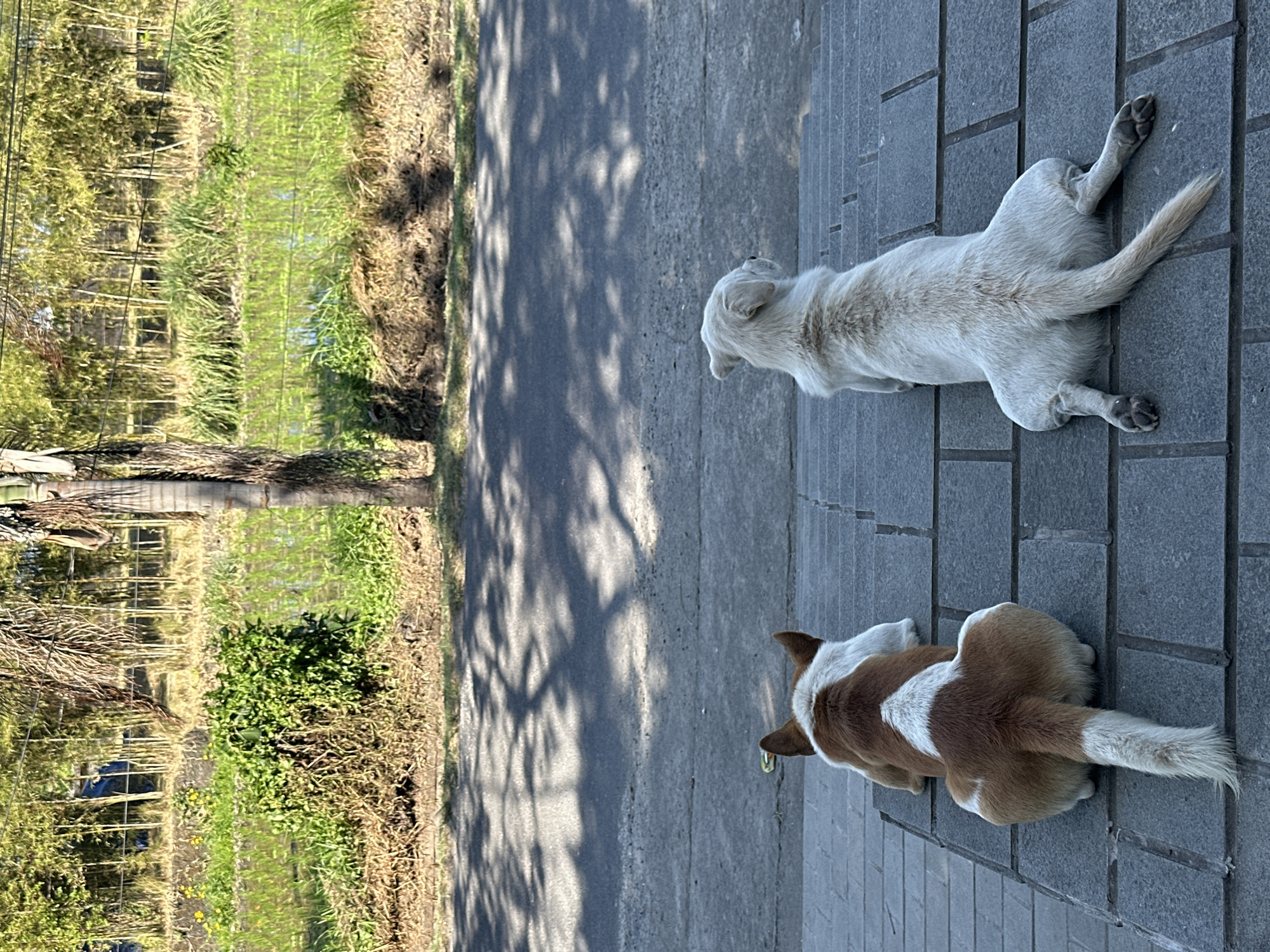 Two dogs are resting on a paved walkway in front of a body of water lined with bamboo trees. The dog on the left is brown and white and is lying on its stomach with its tail extended. The dog on the right is white and is also lying on its stomach with its legs splayed out. In the background, the water appears to be a rice paddy, and there are some dry grasses and plants along the edge. The walkway is made of large gray pavers, and there is a road in the background with tree shadows cast across it. The image appears to be taken in Mengwi, Indonesia, based on the vegetation and the style of the rice paddy.