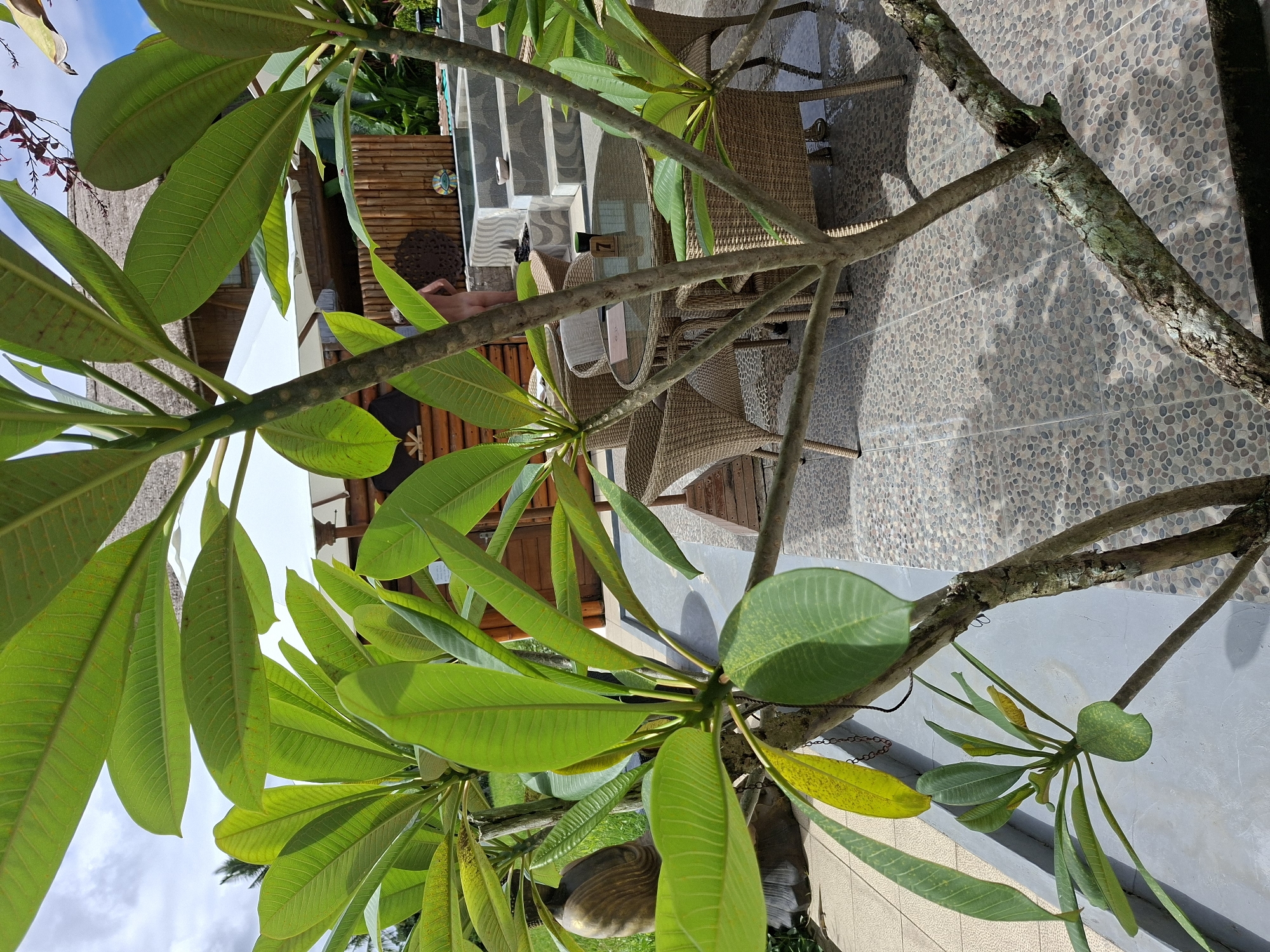 The image captures a scene in Ubud District, Indonesia, showcasing a partially obscured outdoor seating area. A Plumeria tree with vibrant green leaves dominates the foreground, its branches strategically framing the view. Wicker chairs and a glass-topped table suggest a relaxed dining or lounging space. Adjacent to the seating area, steps lead to a higher level, possibly a deck or building entrance. The background features wooden structures and glimpses of lush tropical vegetation, contributing to the area's serene and natural ambiance. A person is visible relaxing on a lounge chair, further emphasizing the tranquil setting. The ground is paved with irregularly shaped small stones, adding texture to the environment. The sky, partially visible through the foliage, suggests a bright, sunny day.
