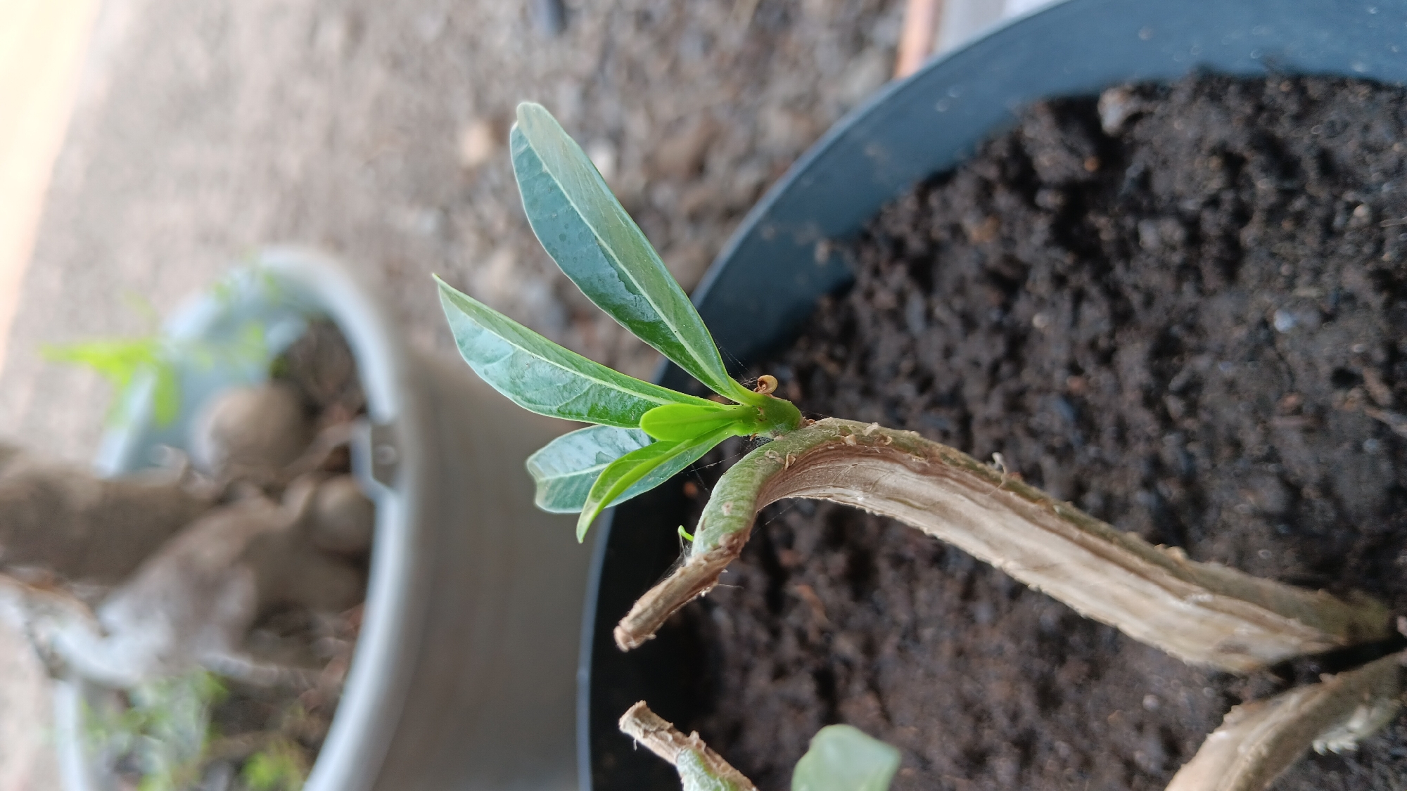 A young plant with several green leaves is growing from a thick, dry stem in a black pot filled with dark soil. A tiny snail is visible on the stem near the base of the new growth. In the background, another potted plant with a thick, gnarled trunk is out of focus, and a blurred outdoor environment is visible. The image was captured in Sonobekel, Indonesia.