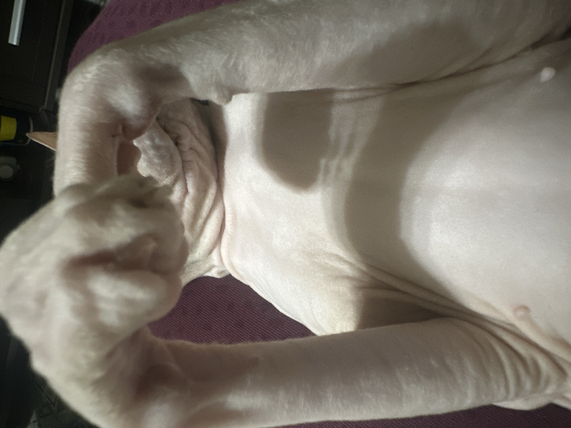 A close-up, overhead shot focuses on the torso and front legs of a hairless cat, likely a Sphynx, lying on its back on a textured, deep red surface. The cat's skin is pale pink and appears soft, with visible wrinkles around its neck and chest. Its front legs are raised and bent, with the paws clasped together in front of its face, partially obscuring its head and creating a heart-like shape. The background is dark and out of focus, with hints of furniture and objects, possibly suggesting an indoor setting. There is no indication of the cat's location within the city of Togliatti, Russia, or any specific environmental context beyond the immediate surface it is resting on.