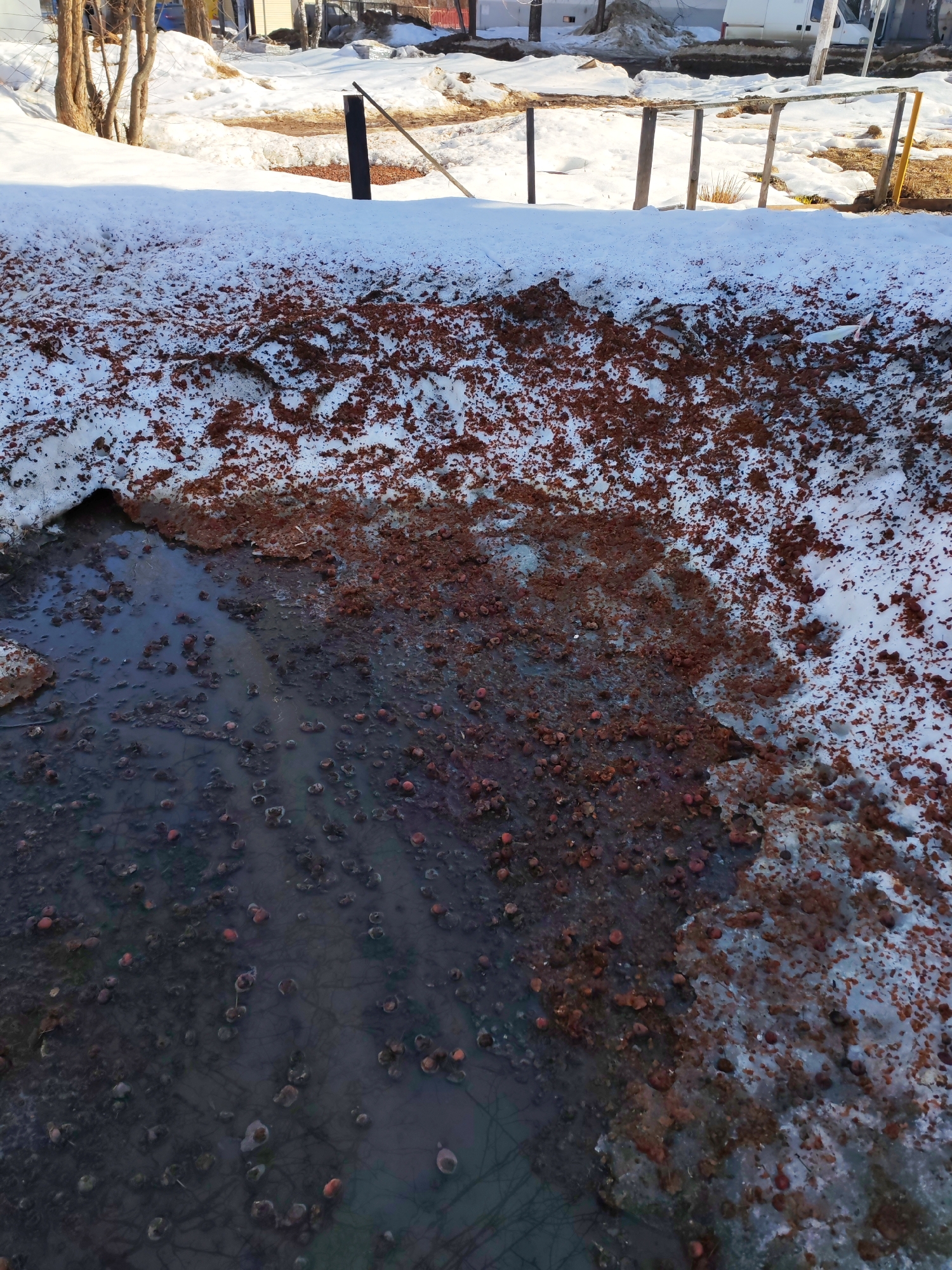 The image depicts a thawing landscape in Chaikovsky, Russia, characterized by melting snow and exposed ground under bright sunlight. The foreground features a bank of dirty snow, heavily mottled with reddish-brown earth and debris, indicating recent snowmelt. Below this bank, a dark, shallow pool of meltwater occupies the lower left portion of the frame. Within this water and on the adjacent muddy ground, numerous small, spherical, reddish-brown objects, consistent with decayed apples, are visible floating and partially submerged.
In the mid-ground, a low, rustic fence constructed from vertical wooden posts and horizontal rails stretches across the scene, partially obscured by snowdrifts. A distinct black vertical post is positioned to the left of this fence line. The background reveals additional patches of snow, bare-branched deciduous trees, and several distant, low-rise buildings. A white commercial van is visible next to one of these buildings on the right, and a dark vehicle is faintly discernible on the far left. No individuals or overt actions are present in the scene.