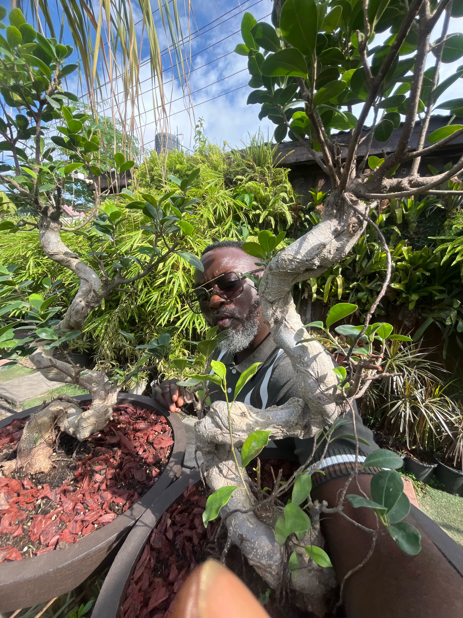 A man with dark skin, a grey beard, and sunglasses is partially obscured by the branches of a bonsai tree. He is wearing a green and white striped collared shirt. The bonsai tree, with its gnarled branches and red mulch, is in a brown pot. Behind him, lush green foliage and bamboo-like plants create a dense background. The scene appears to be outdoors, possibly in a garden or nursery, under a bright sky with scattered clouds, which is consistent with the climate of Lekki Phase I, Nigeria.