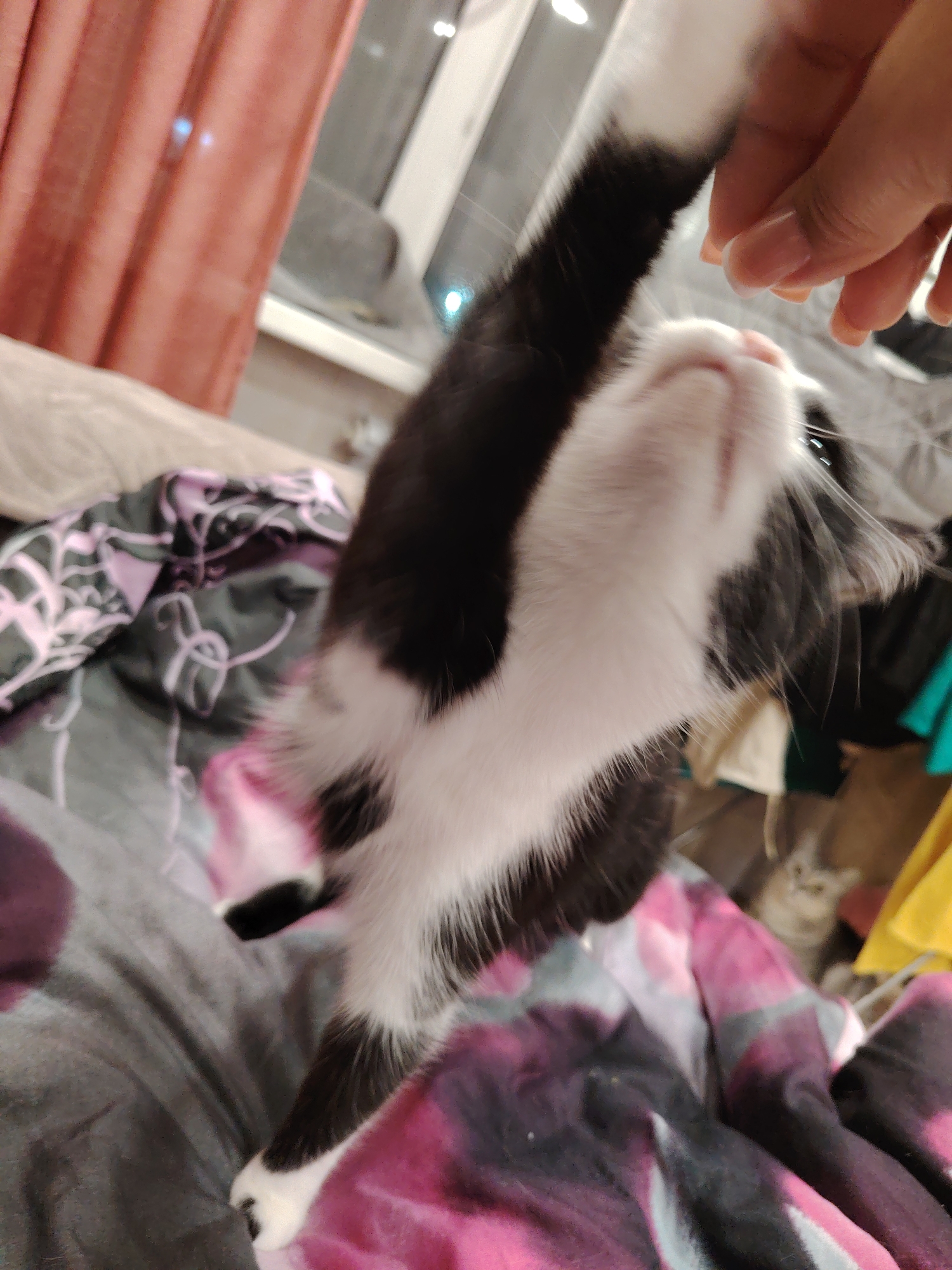 The image shows a close-up, Dutch angle shot of a black and white kitten playing with a person's hand indoors. The kitten is suspended in the air, with its body extending downwards and its head facing upwards towards the hand. The person's hand, with neatly manicured nails, is reaching down from the top right of the frame, touching the kitten's chin. The kitten's fur is predominantly white with black markings on its head and back. Its eyes are not clearly visible due to the angle.
The background is cluttered and suggests a domestic setting. The kitten is positioned above a bed or sofa covered in patterned fabric that appears to be pink, purple, and black. To the left, a pink curtain is visible, partially obscuring a window. In the background, slightly out of focus, another cat can be seen sitting amongst various clothing items. The lighting appears to be artificial, casting a dim glow on the scene. There are no specific indicators of the city or location within the image.