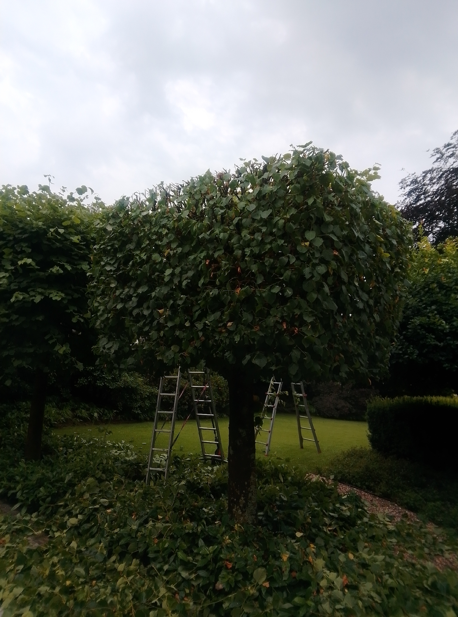 The image shows a garden scene in Ahrensburg, Germany, under a cloudy sky. The primary subjects are two large, round-topped trees, likely recently pruned, with branches and leaves scattered on the ground at their bases. Two aluminum step ladders are positioned near the trees, suggesting an ongoing or recently completed tree trimming activity.
The larger tree in the foreground is the most prominent, its dense green foliage filling the center of the frame. The leaves are a vibrant green, with some hints of brown and yellow, indicating either the season or the recent pruning. The tree trunk is thick and textured. The ladder next to it is open and angled, with its rungs clearly visible.
To the left, another similar tree stands, partially obscured by the foreground tree. Its foliage is also dense and green. Further in the background, more trees and a neatly trimmed hedge are visible, suggesting a well-maintained garden or park. The ground is covered with lush green grass, and a layer of pruned leaves and small branches covers the area around the base of the main tree.
The overall lighting suggests it is daytime, but the cloudy sky casts a diffused and somewhat muted light over the scene. There are no people visible, but the presence of the ladders strongly implies human activity related to gardening or arboriculture. The scene evokes a sense of quiet work in progress or the aftermath of such labor. No text is visible in the image.
