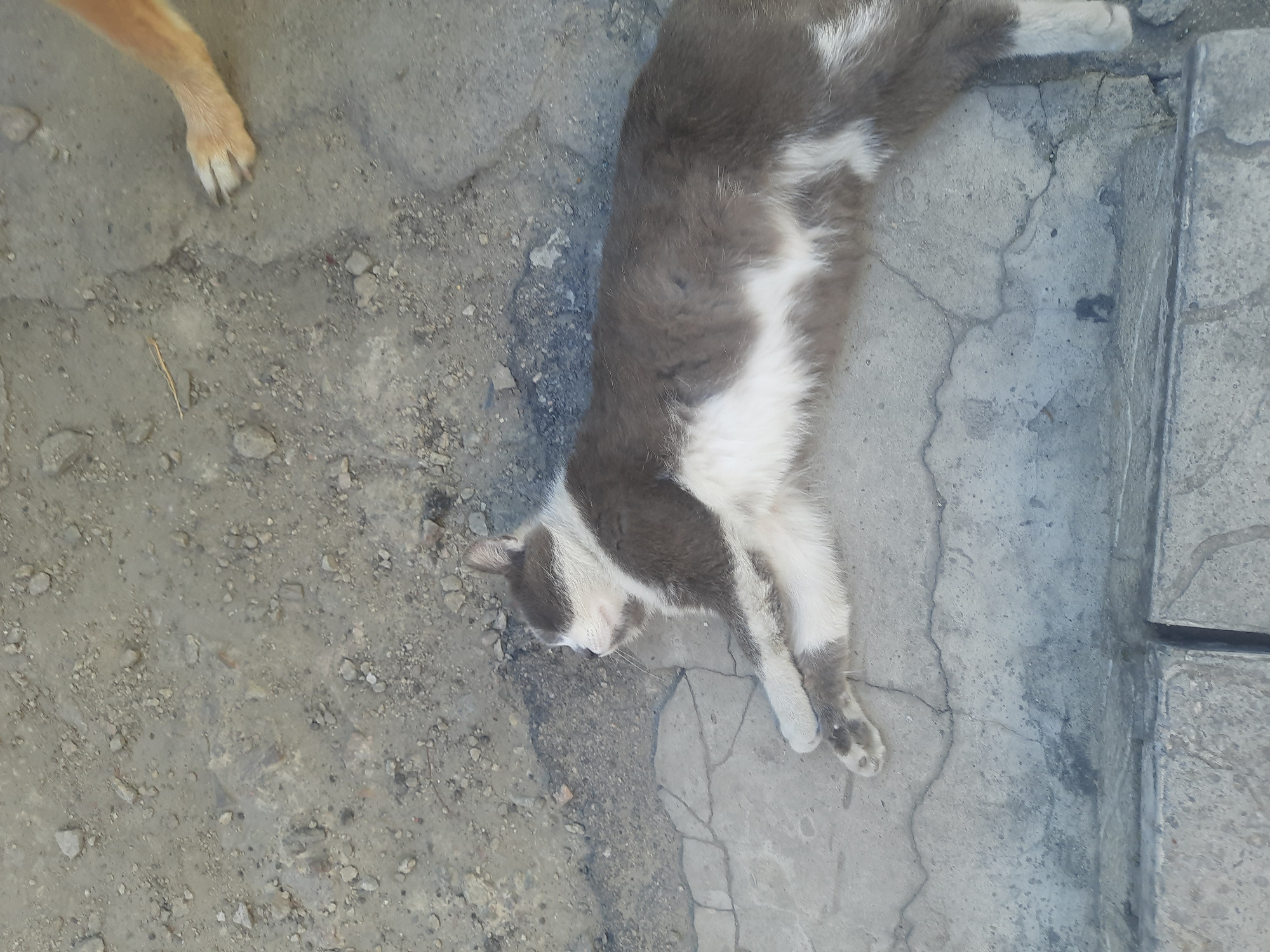 A gray and white cat lies on cracked concrete pavement in Pavlohrad, Ukraine. The cat is lying on its side with its paws tucked beneath it and its head turned to the left. A portion of a tan-colored dog's paw is visible in the upper right corner of the image, resting on the pavement. The environment appears to be an outdoor, possibly urban setting, with loose gravel and debris scattered on the ground.