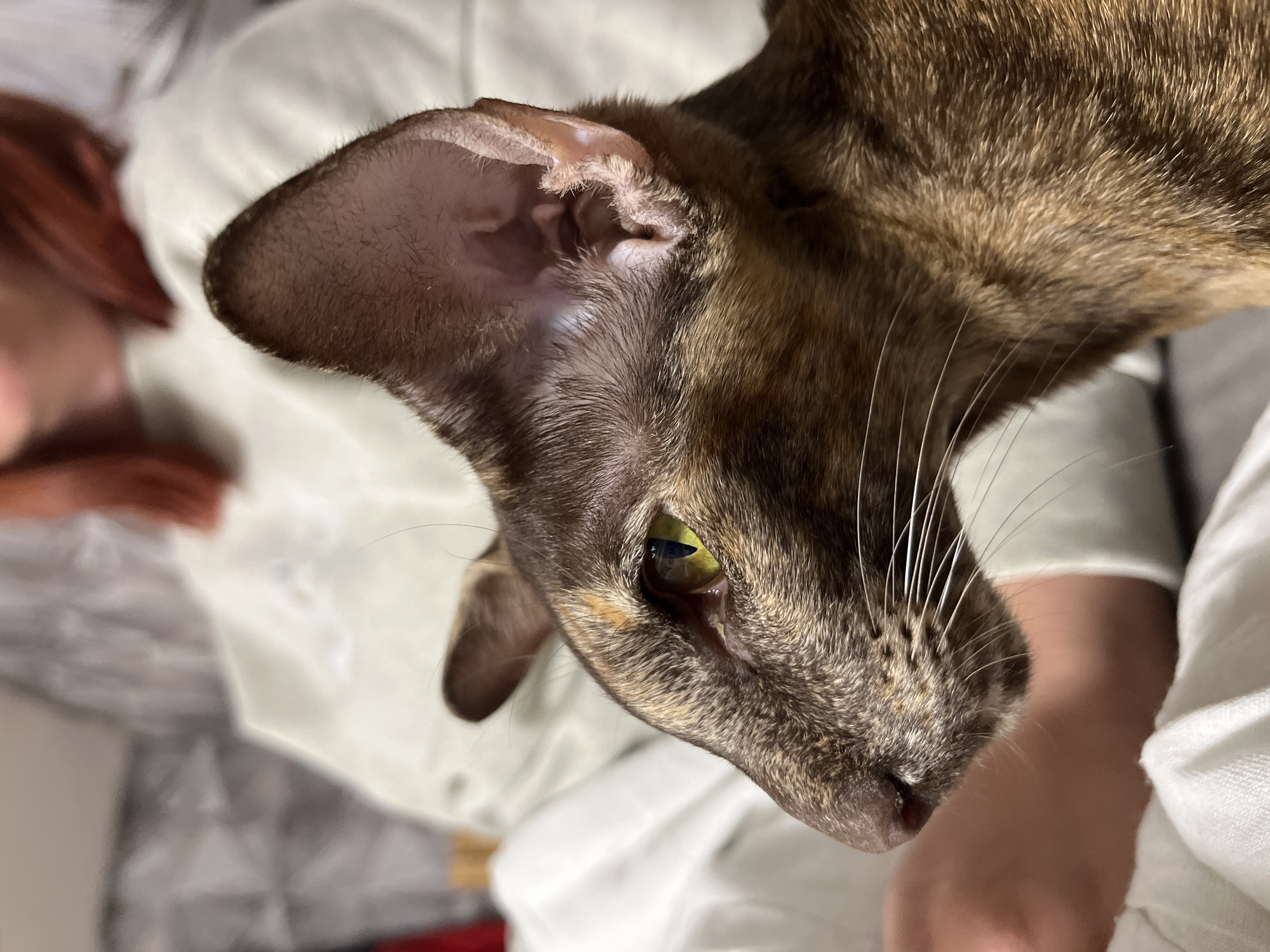 A close-up, slightly overhead shot captures the head and upper body of a short-haired cat, likely of a Siamese or Oriental breed due to its distinctive large, pointed ears and lean features. The cat's fur displays a mottled pattern of brown, tan, and darker shades, characteristic of a tortoiseshell or tabby. Its striking green-yellow eye, with a vertical pupil, is prominent, and numerous long white whiskers extend from its muzzle. The cat's head is tilted, suggesting it is looking downwards and slightly to the right of the frame.
In the blurred background to the upper left, a person with reddish-brown hair is partially visible, indicating human presence. A light-skinned arm or hand can also be discerned in the lower right, suggesting the cat is resting on or being held by someone. The overall setting appears to be indoors, characterized by soft, white fabric, possibly bedding or clothing, which fills much of the background. The scene conveys a calm and intimate moment between the cat and its human companion. No specific time of day or weather conditions are discernible beyond the indoor lighting. There is no visible text in the image. This scene takes place in Chaikovsky, Russia.