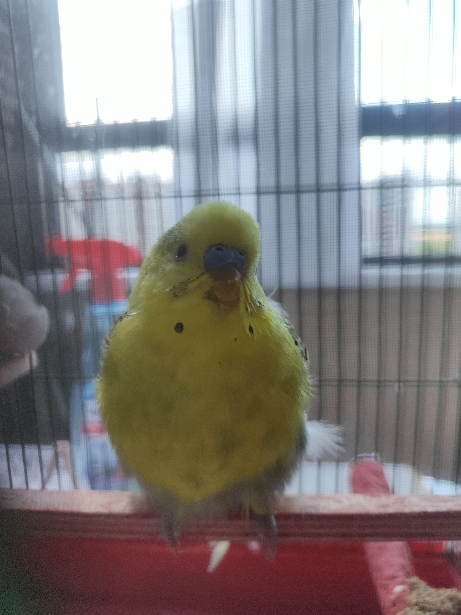A yellow budgie is perched on a wooden dowel inside a cage. The budgie has a blue beak and black spots on its chest. In the background, a red spray bottle is visible through the cage bars. The cage is set up near a window with white blinds.