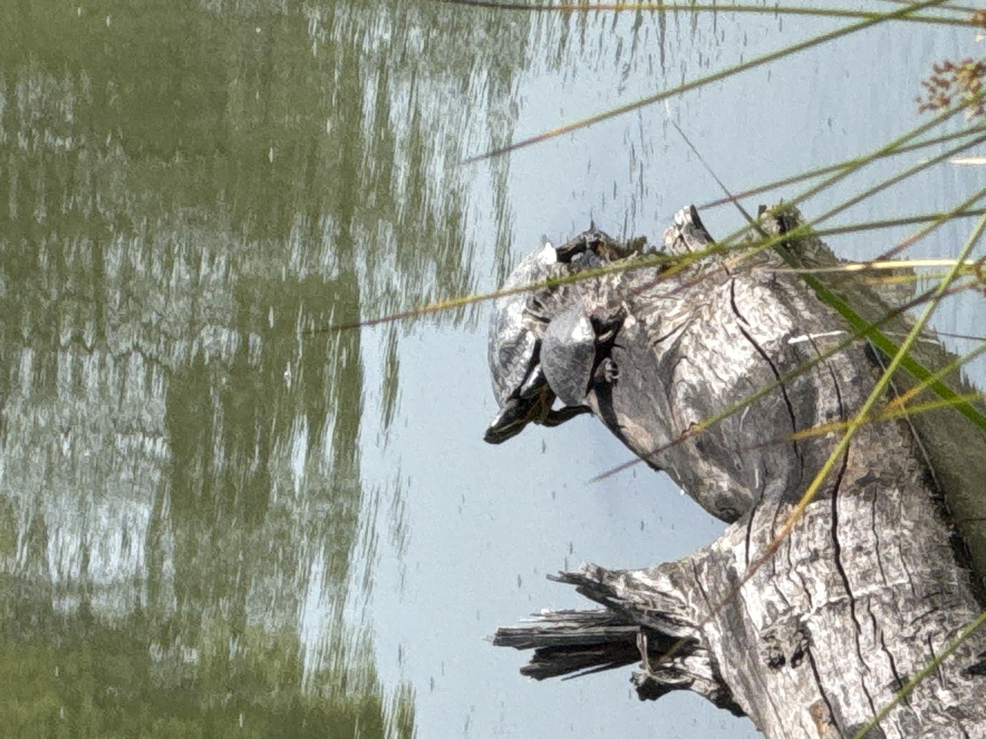 A close-up, slightly tilted shot shows several small turtles perched on a weathered, textured piece of driftwood. The driftwood is gray and appears aged, with visible cracks and lines running across its surface. The turtles are dark in color with some lighter markings on their shells and heads. They are positioned at the top of the driftwood, some leaning forward as if looking down at the water.
The driftwood is situated at the edge of a body of water. On the left side of the image, the water is a murky green color with reflections that create a streaky, almost abstract pattern. On the right side, the water is a lighter, grayish-blue color and appears calmer. Several thin, green blades of grass or reeds are visible in the foreground and mid-ground, adding a natural element to the scene. One tuft of dried grass with seed heads is visible in the upper right corner.
The lighting suggests it is daytime, with soft light illuminating the scene. The environment appears to be a natural setting, likely a pond, lake, or slow-moving river. There are no people visible in the image. The overall mood is peaceful and tranquil, capturing a moment of wildlife interaction with its environment. No text is visible.