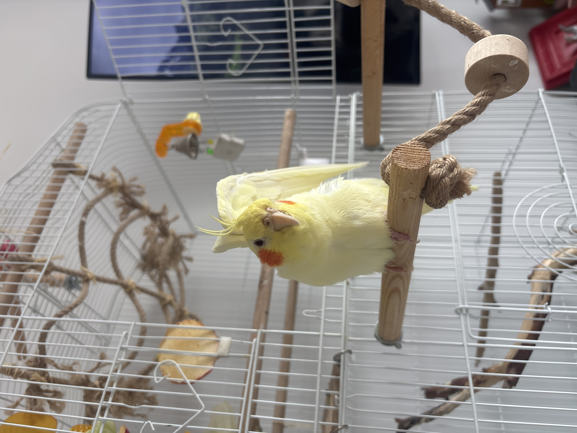 A yellow cockatiel with orange cheek patches is perched upside down on a wooden perch attached to a rope swing inside a white wire birdcage. The cage contains several other wooden perches and rope toys. Visible through the cage are a television screen and a white wall. The location is not discernible from the image.