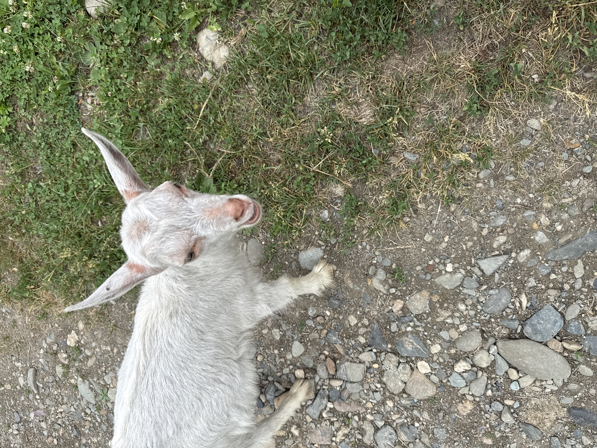 A young, white goat with large, pointed ears stands on a path covered with gravel and dirt. To its right, the ground is covered with green grass and some small white wildflowers. The goat is looking directly at the camera with its mouth slightly open, revealing its pink tongue. The background is a mixture of grass and dry, light brown grass.
