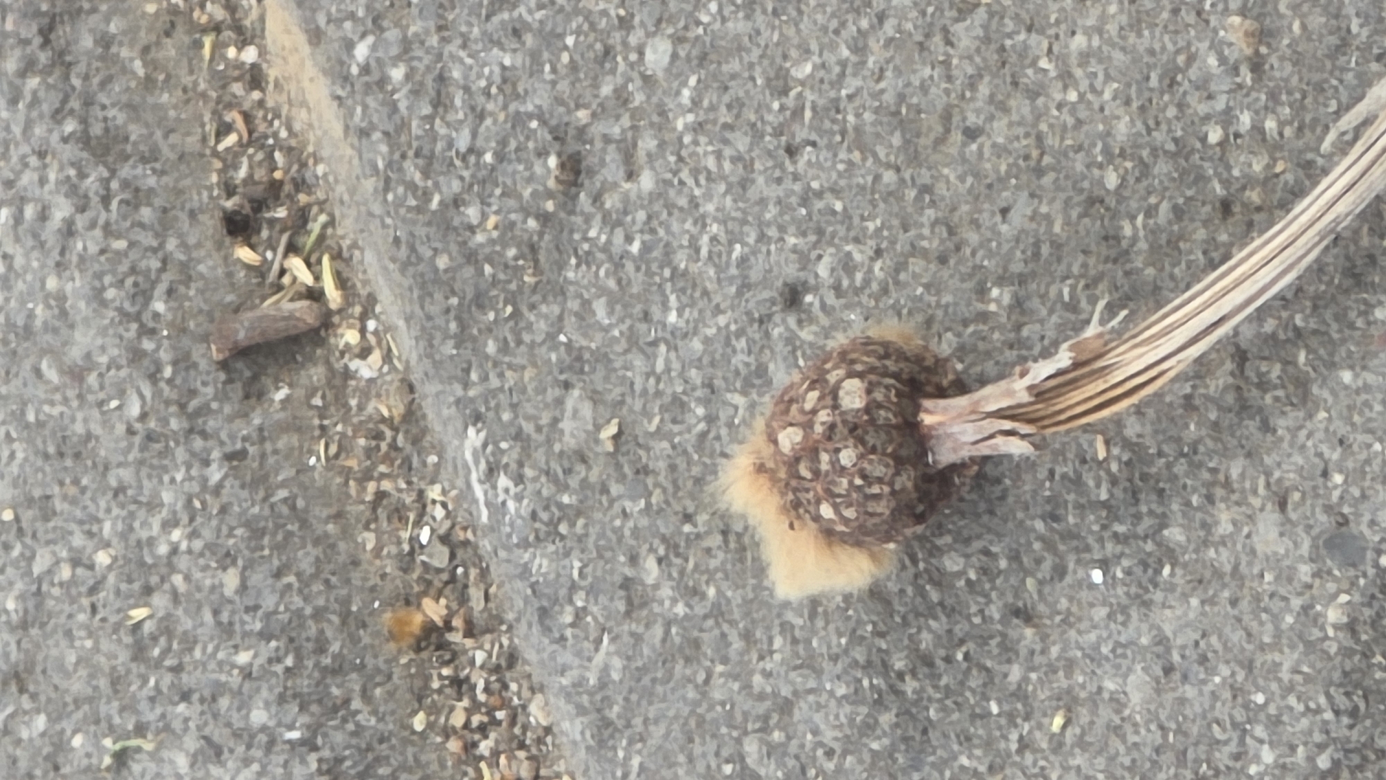 A close-up shot taken outdoors in Blagoevgrad, Bulgaria shows a broken, dried plant stem lying on concrete. The stem has a bulbous head with small, pale spots, from which some fluffy, light-colored material protrudes. The stem itself is splintered near the head, and shows visible striations along its length. Fragments of small pebbles, seeds, and debris are visible on the surrounding concrete. The overall scene suggests a state of natural decay and disarray.