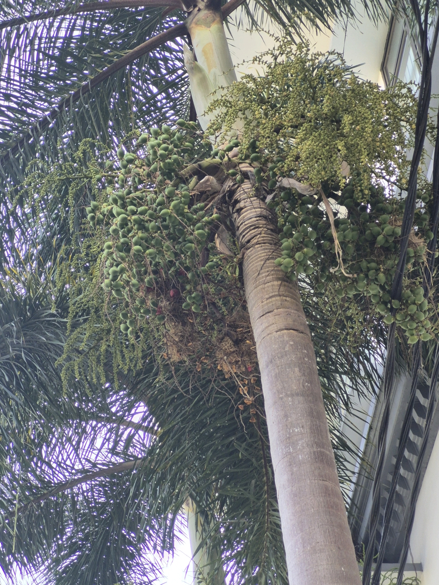 A low-angle shot focuses on the trunk and fronds of a palm tree bearing numerous small, green fruits, set against a bright, hazy sky. The tree is positioned next to a modern building with a light-colored facade and dark, patterned windows. Dark electrical wires run vertically along the right side of the frame, near the building. The scene is likely outdoors in an urban or semi-urban environment, potentially in Purworejo, Indonesia, given the context. No people are visible.