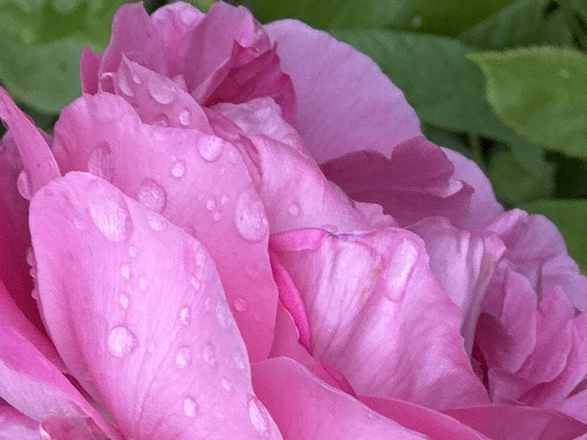 The image is a close-up, macro photograph of a pink flower, likely a peony, covered in small water droplets. The petals are a vibrant pink, with subtle variations in shade and texture. Some petals appear smooth and delicate, while others have a slightly ruffled or layered appearance. The water droplets are scattered across the surface of the petals, reflecting the light and creating a glistening effect. The background is a soft blur of green foliage, indicating the flower is outdoors. The composition focuses entirely on the flower, with no other objects or subjects visible. The photograph is taken from a slightly elevated angle, looking down onto the flower. There is no information about the location in Podolsk, Russia provided in the image.