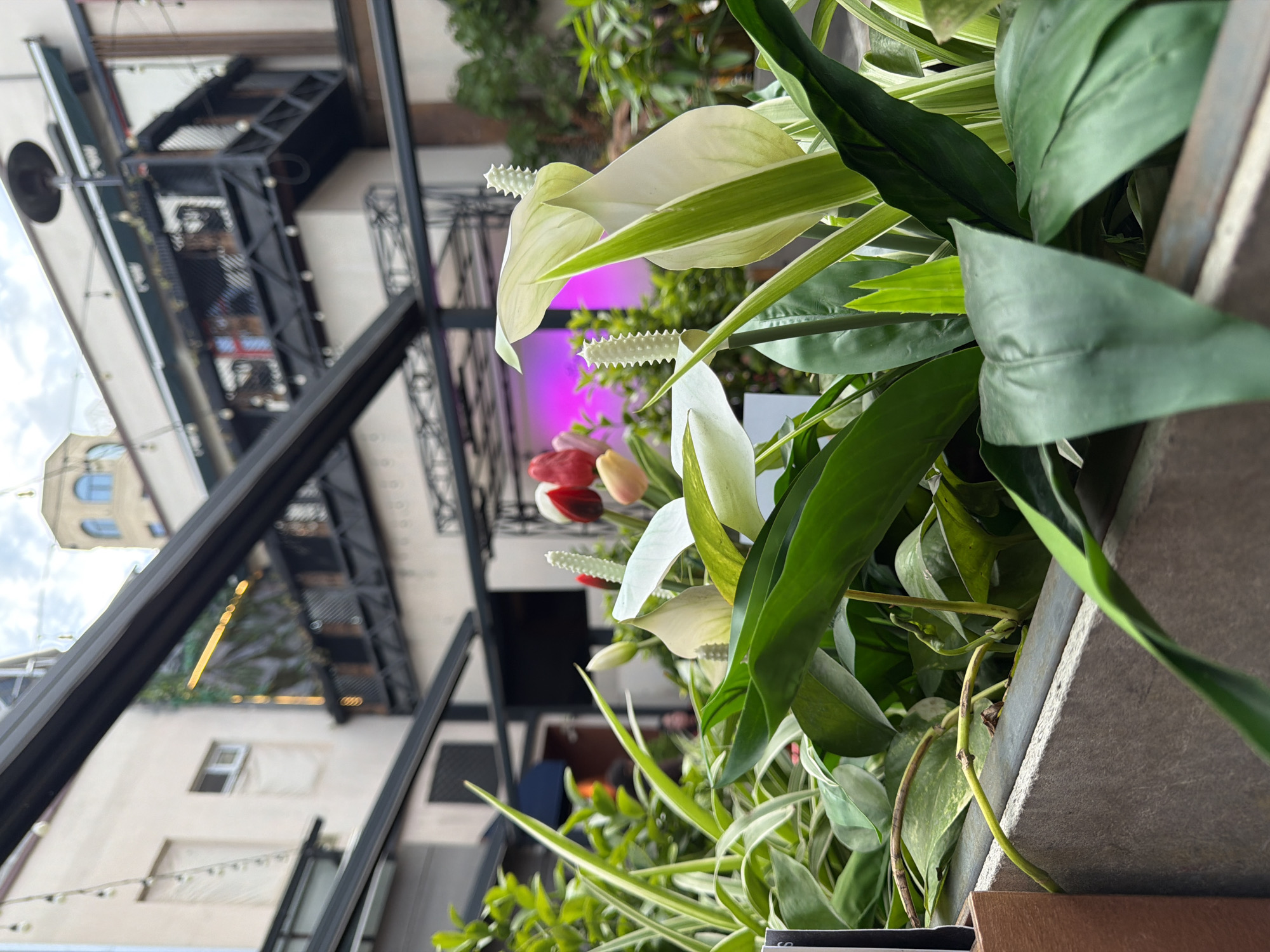 The image shows a close-up of plants in a planter. The plants include peace lilies and other greenery. In the blurred background, there is a building with a steel framework or awning, possibly a restaurant or cafe. A building with arched windows is visible, and in the middleground there is a pink glow emanating from an undetermined source. Given the visible architecture and lighting, the location is likely Yerevan, Armenia.