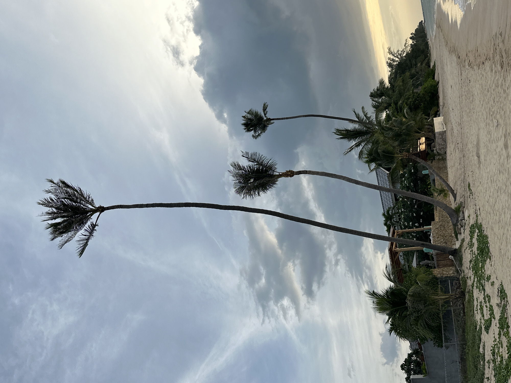 The image depicts a beachfront scene in the Koh Samui District of Thailand, likely at dusk or dawn, given the soft, diffused lighting and overcast sky. In the foreground, a sandy beach is visible, with a line of vegetation and a low wall bordering a property. Several tall palm trees with sparse fronds are prominent, leaning at various angles, suggesting a windy or exposed location. A low-lying building with a wooden-tiled roof and an open-sided structure, possibly a pavilion or cafe, is situated behind the wall and vegetation. The background shows more dense tropical foliage and the gentle waves of the ocean. The overall atmosphere is serene and tropical. There are no people or animals visible in the frame.