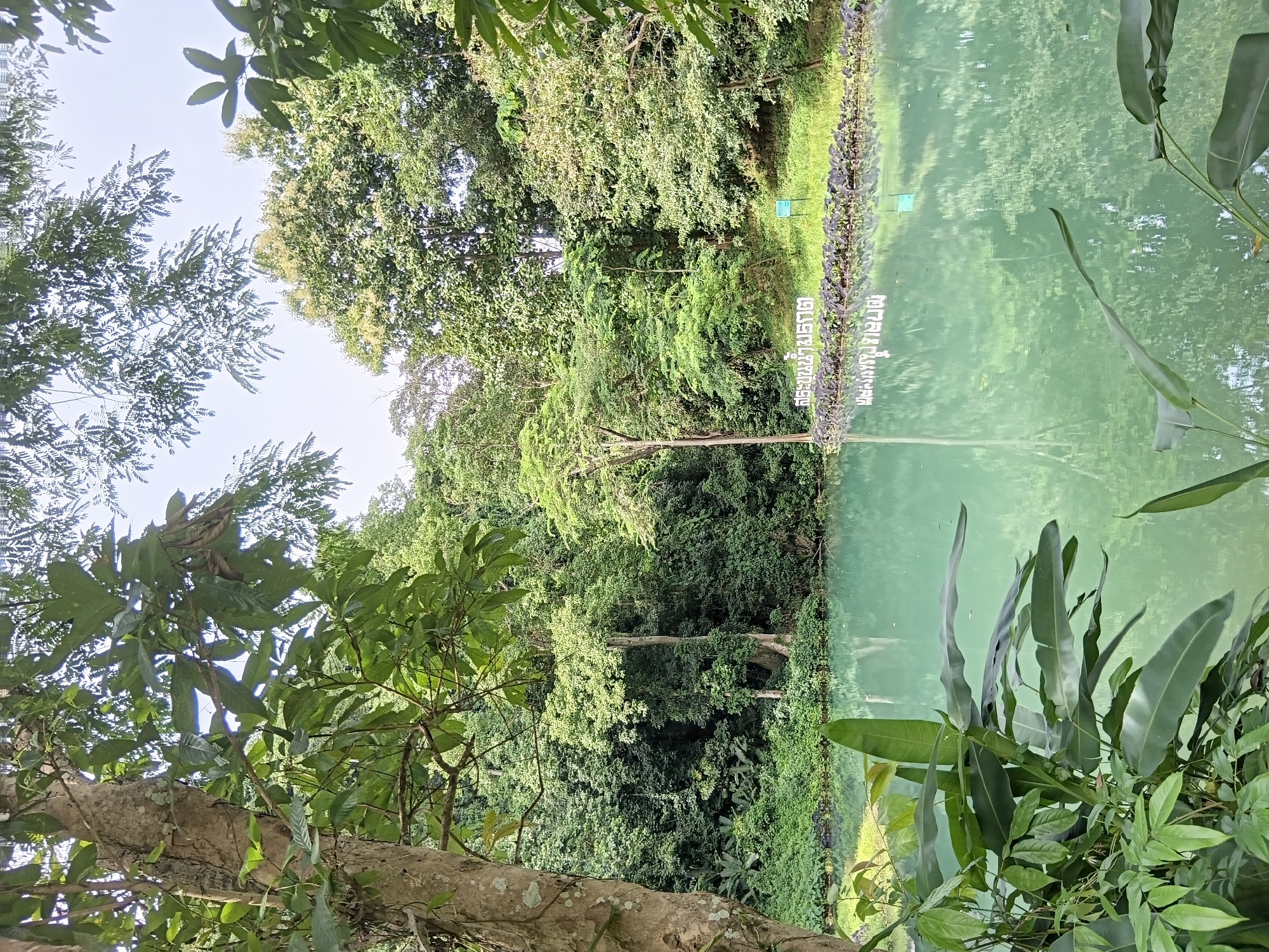 A tranquil, reflective body of water, likely a natural spring or pond, dominates the lower half of the image. The water is a clear, pale turquoise and mirrors the lush green foliage that surrounds it. In the background, a dense forest with a variety of trees and undergrowth forms a verdant wall. A white sign with Thai script is visible on the bank, its reflection shimmering on the water's surface. The foreground is occupied by the dark trunks and verdant leaves of tropical plants, obscuring the immediate edge of the water. The sky above is a pale, overcast white. This scene is located in the Mae Sai District of Thailand.