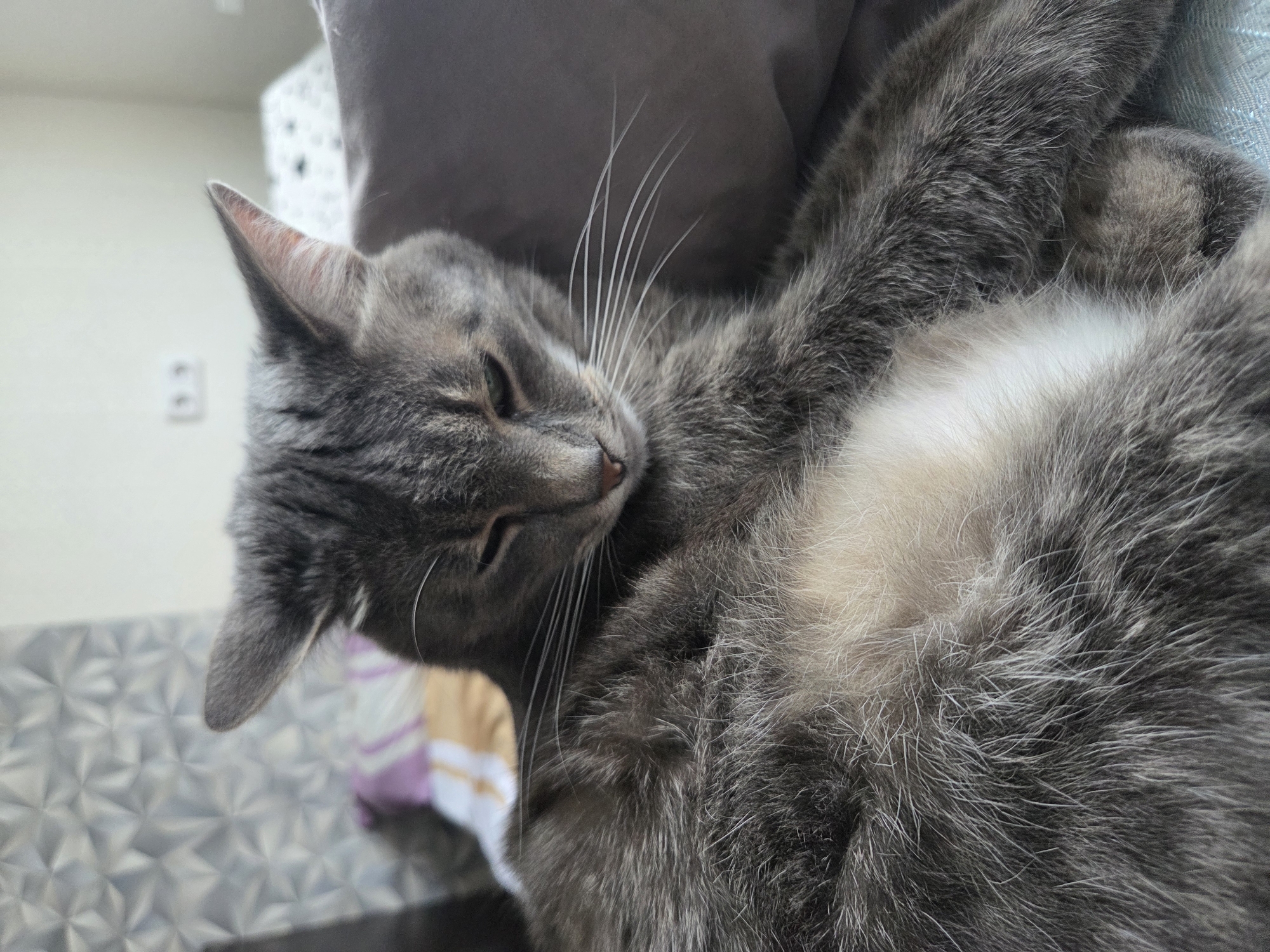 An indoor, medium close-up shot shows a grey tabby cat reclining on a bed, its body angled towards the viewer. The cat's fur is a mixture of grey and black stripes, with a lighter patch of fur visible on its belly. Its eyes are partially closed, and its head is slightly tilted to the side. The cat's whiskers are long and white, fanning out from its muzzle. The background is blurred, but a patterned wallpaper can be seen on the wall behind the cat. The cat appears relaxed and comfortable in its surroundings.