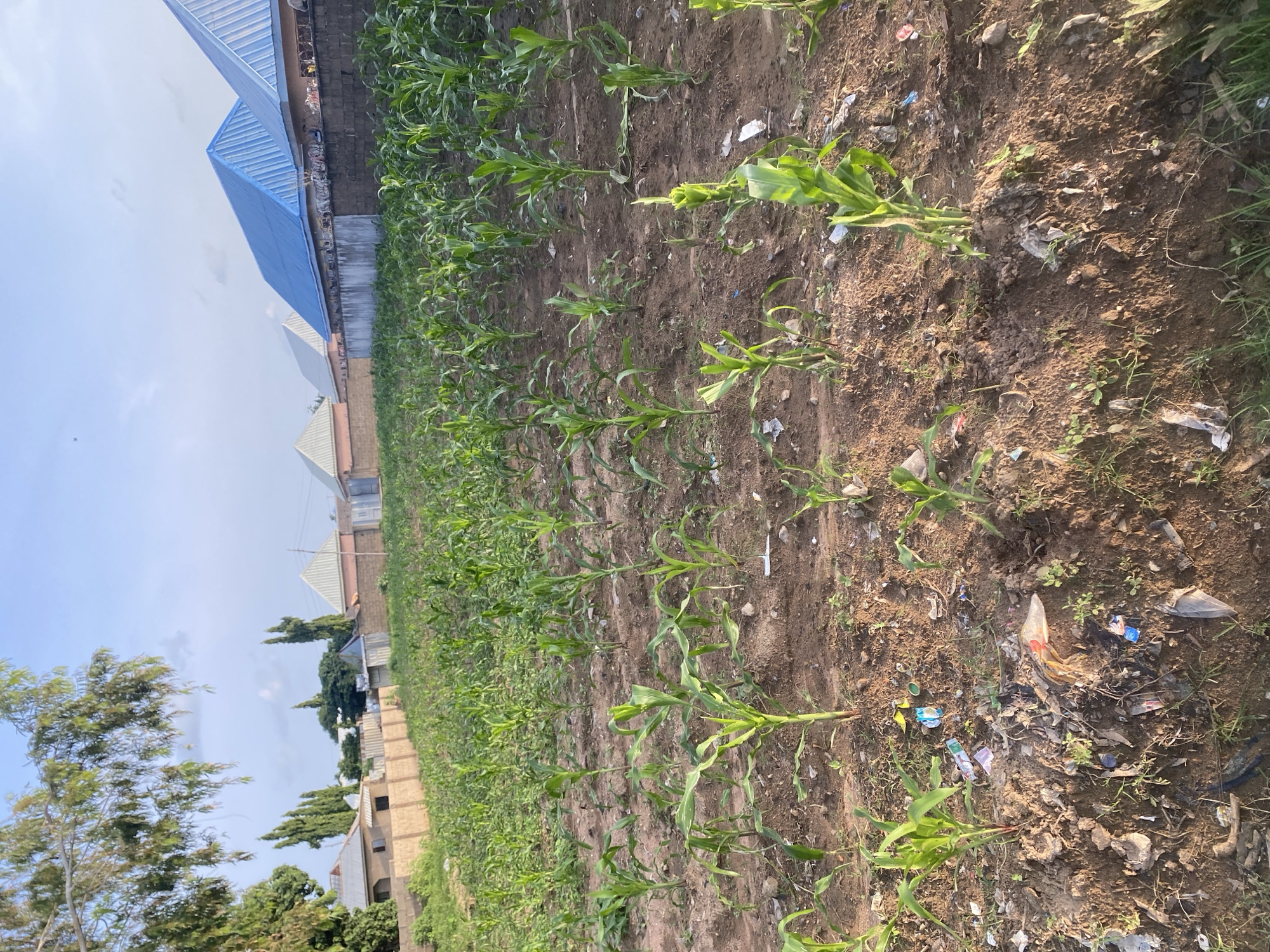 The image shows a field of young corn plants in Jalingo, Nigeria, with a residential area in the background. The corn stalks are green and of varying heights, planted in rows in the reddish-brown soil. The ground around the plants is littered with various types of trash, including plastic wrappers, bags, and other debris. In the background, there are several houses with distinct architectural features, including light-colored walls and corrugated metal roofs, some of which are blue. A low brick wall borders the residential area and separates it from the cornfield. Trees with green foliage are visible on the left side of the image, and the sky above is clear with a few scattered clouds. The overall scene depicts a rural or semi-urban agricultural setting with evidence of waste contamination.