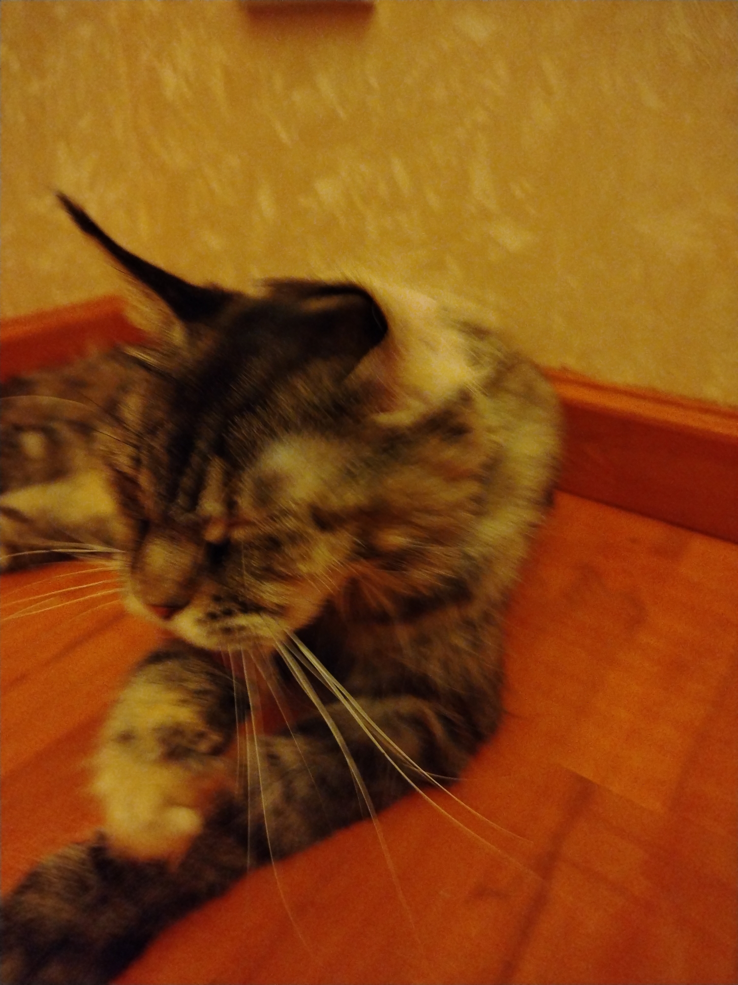 A slightly blurry, medium-shot, eye-level, indoor photograph shows a large, brown and grey Maine Coon cat lying down on a reddish-orange wooden floor. The cat's head is to the left, and it is facing left with its eyes closed. The cat's fur is visible in detail, with stripes and patches of brown, grey, and white. Long white whiskers extend from its muzzle. The background consists of a yellow, textured wall and a reddish-orange baseboard. There are no people or other animals visible in the image. The scene appears to be a domestic indoor setting.