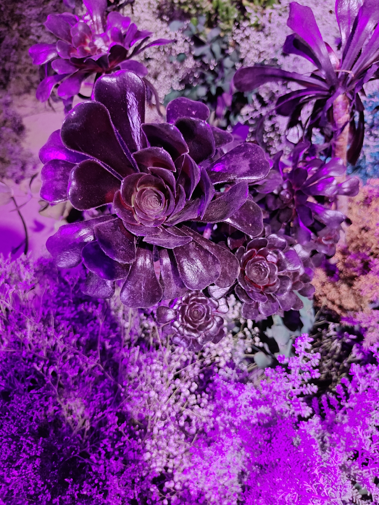 The image displays a close-up view of various succulents, predominantly in shades of deep purple and magenta, bathed in vibrant purple lighting. In the foreground and midground, several Aeonium plants with their characteristic rosette-shaped leaves are visible. The leaves are thick, fleshy, and have a glossy sheen. Among the Aeoniums, there are clusters of smaller, dense foliage with tiny white flower-like structures, creating a textured contrast. The lighting casts a strong purplish hue over the entire scene, intensifying the colors of the plants and creating highlights and shadows. The background is a blur of similar plant textures and colors, suggesting a garden or botanical setting. There are no people, animals, or man-made objects discernibly present in the image. The location is identified as Tel Aviv, Israel, though no specific landmarks or urban elements are visible to confirm this without the provided metadata.